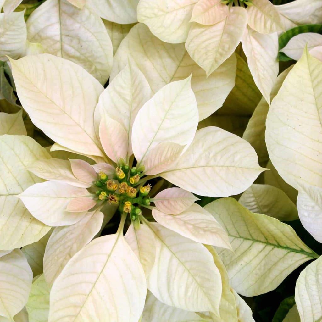 Flor de Pascua Blanca