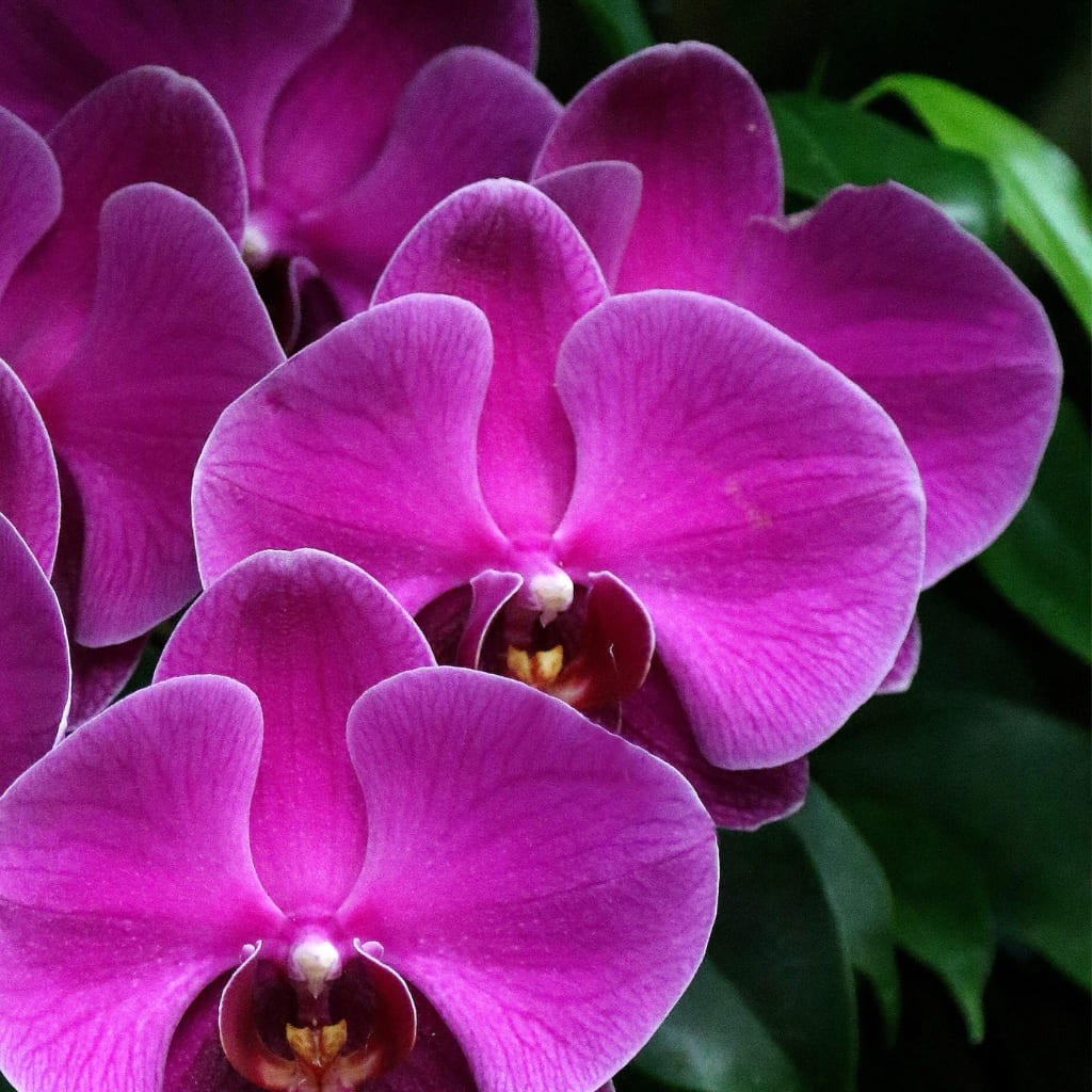 Orquidea Fucsia a domicilio comprar