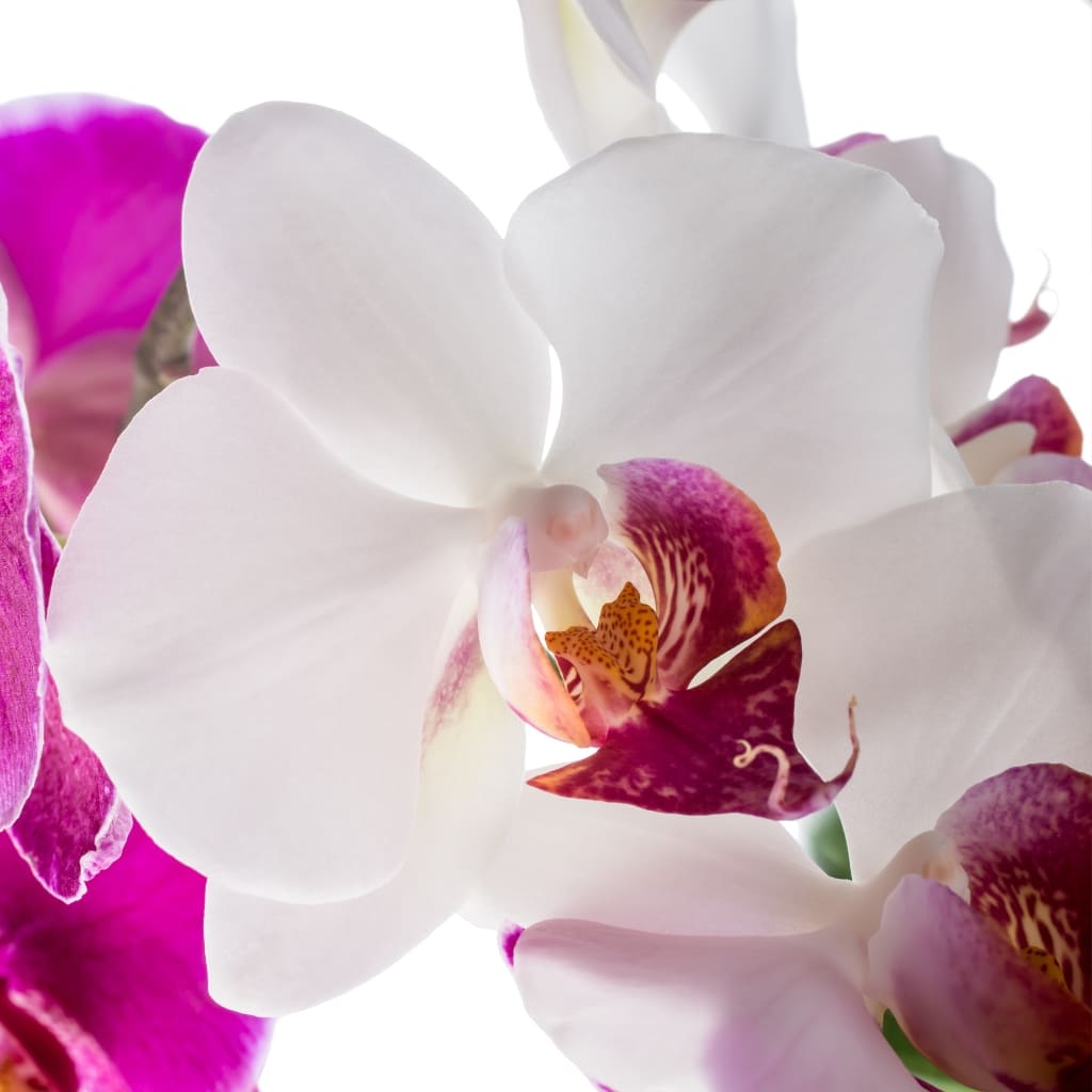 Phalaenopsis Red Eye Orchidee kaufen
