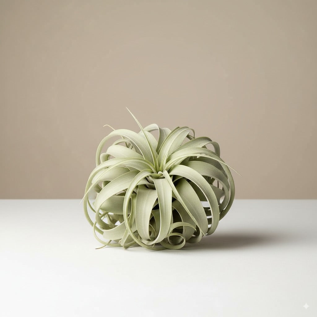 Comprar Tillandsia Xerographica online
