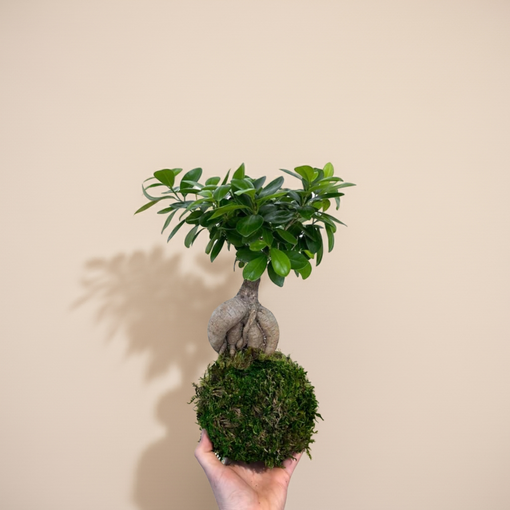 Kokedama Ficus
