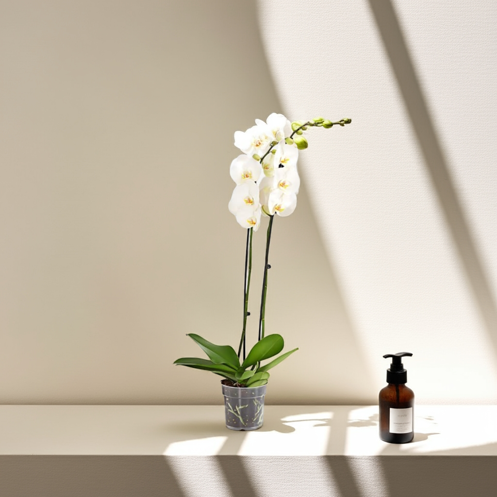 Weiße Orchidee