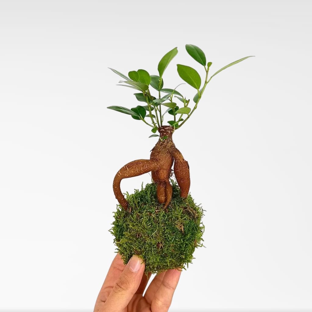 Kokedama Ficus comprar online