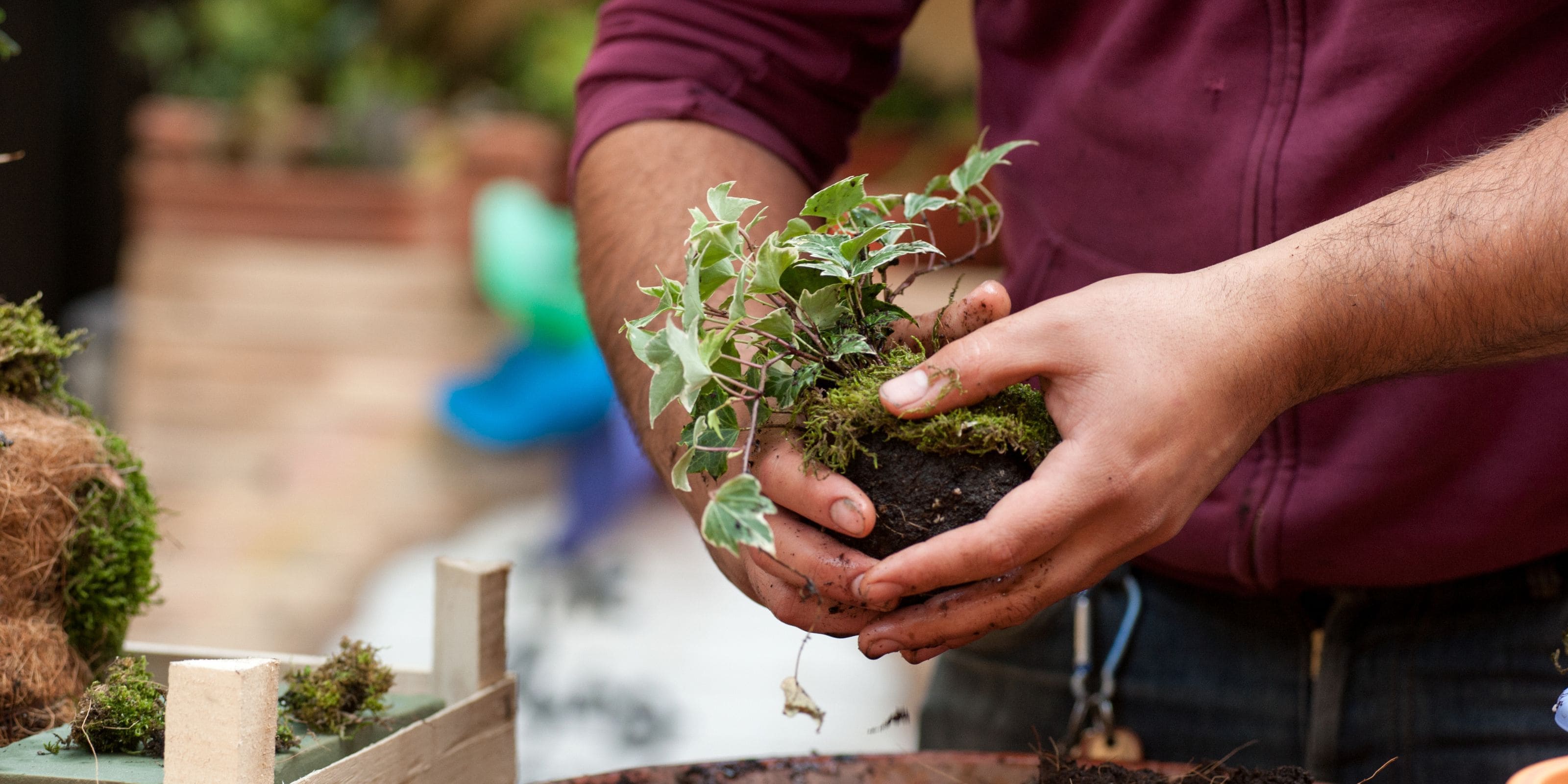 Kokedama comprar online