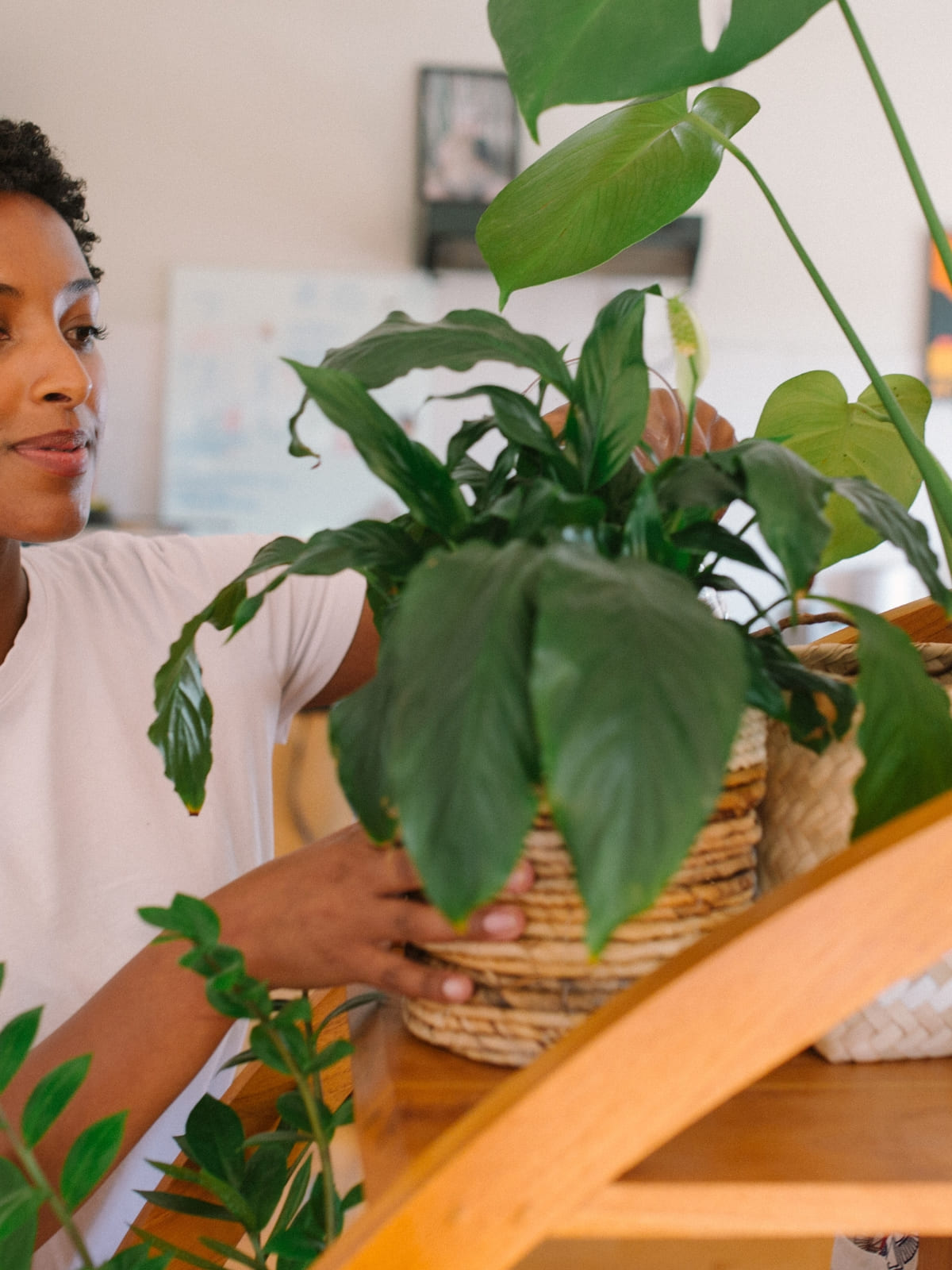 Plantas de calidad a domicilio