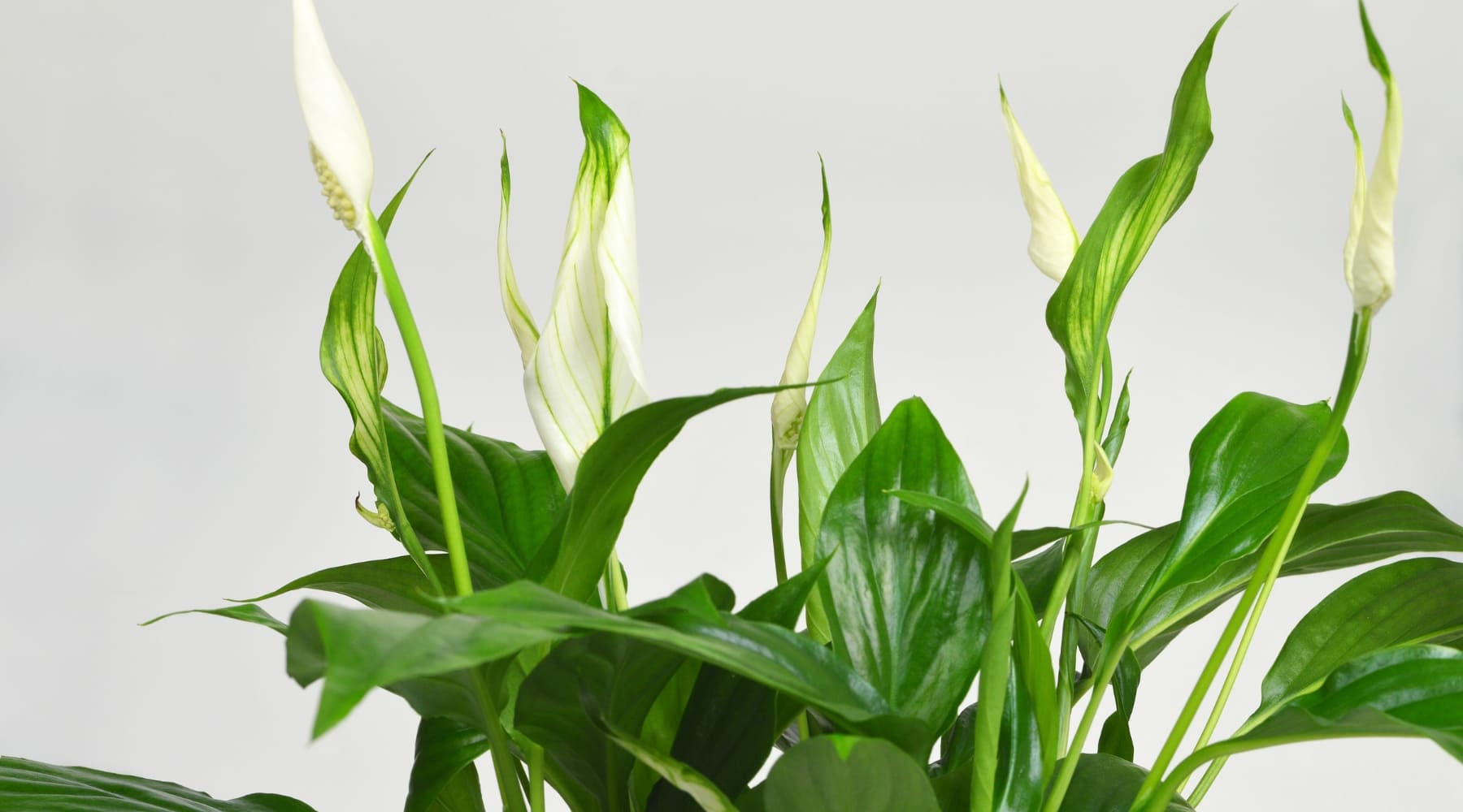 planta purificadora de aire