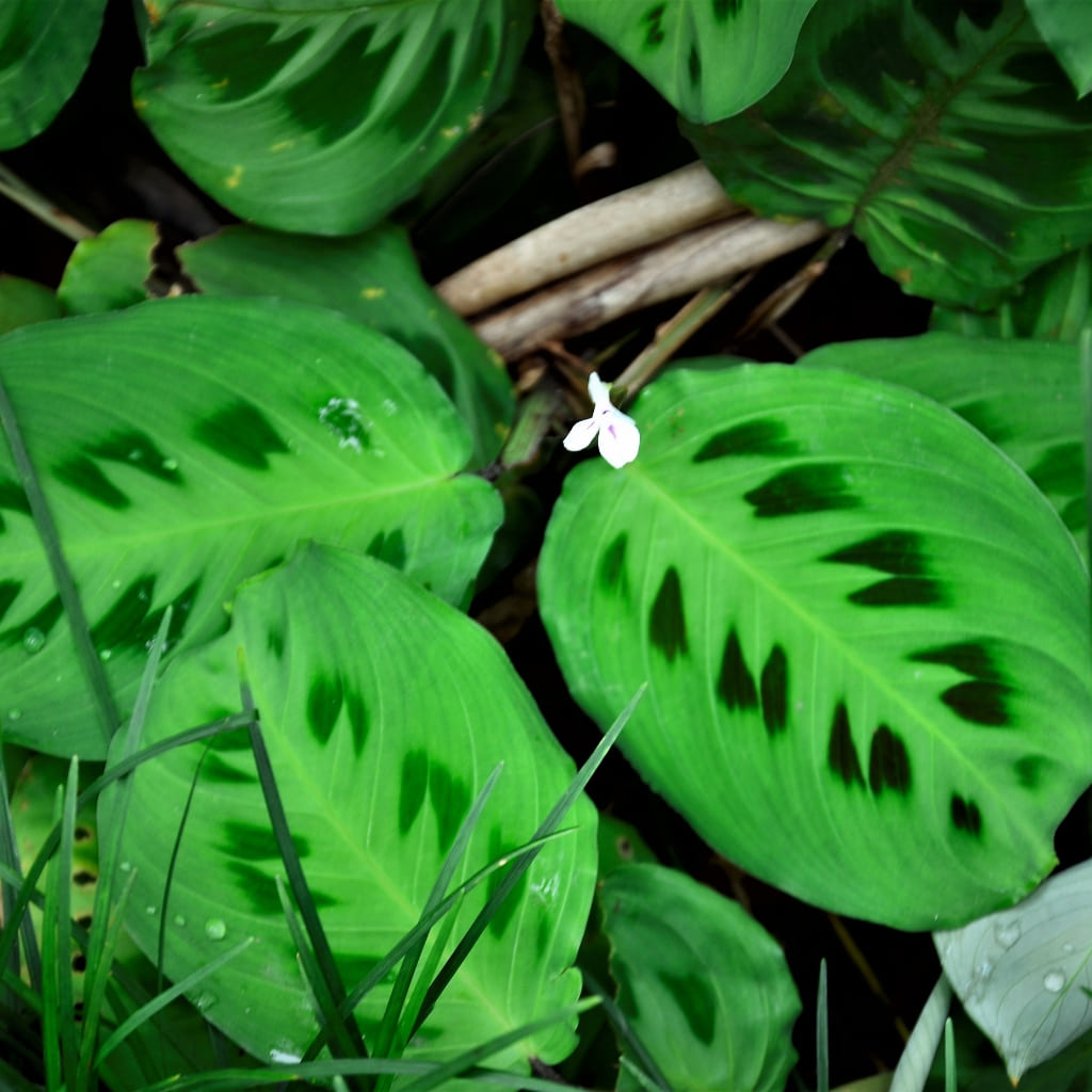 Maranta Kerchoveana online