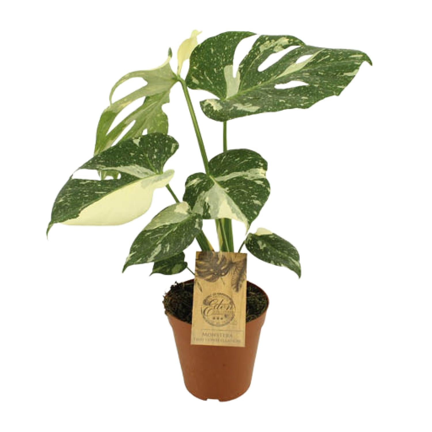  Monstera Thai Constellation