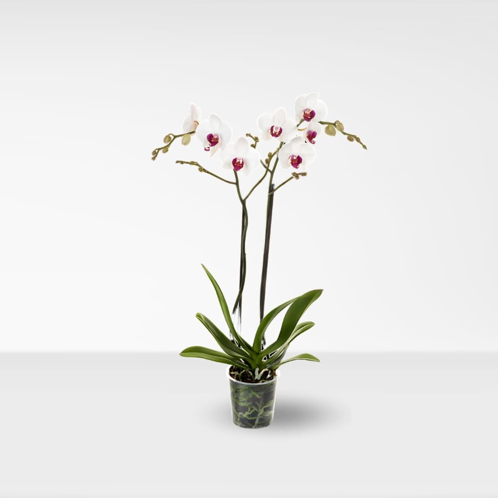 Comprar Orquidea Red Eye