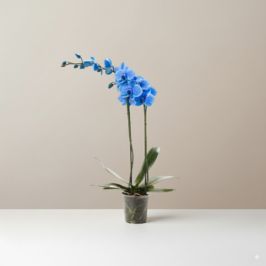 Orquídea Phalaenopsis Azul con flores vibrantes en maceta de 12 cm, ideal para decoración interior.