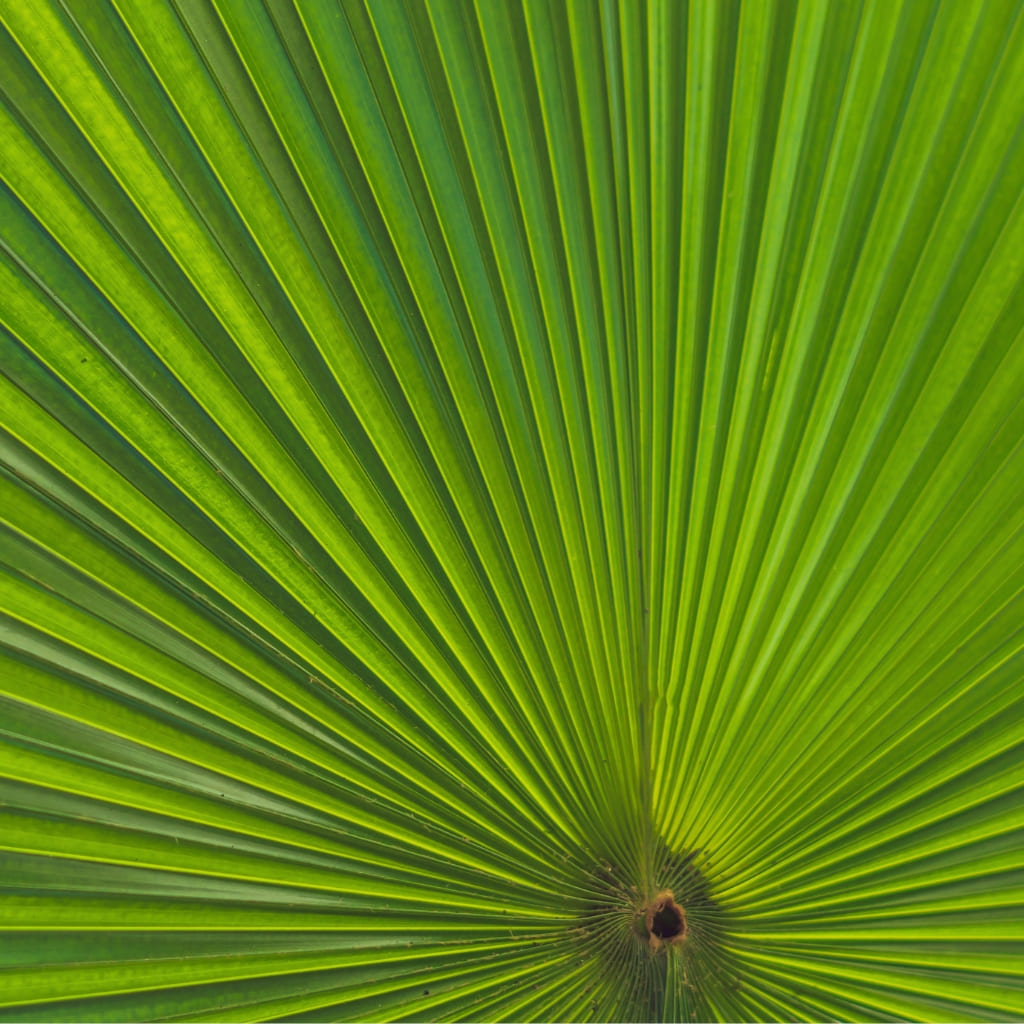 Comprar Kokedama palmera