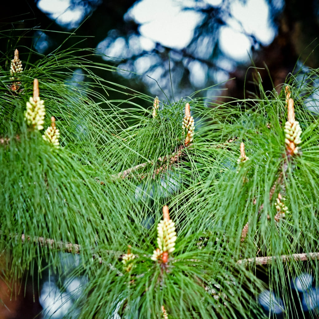 Pinus Halepensis comprar