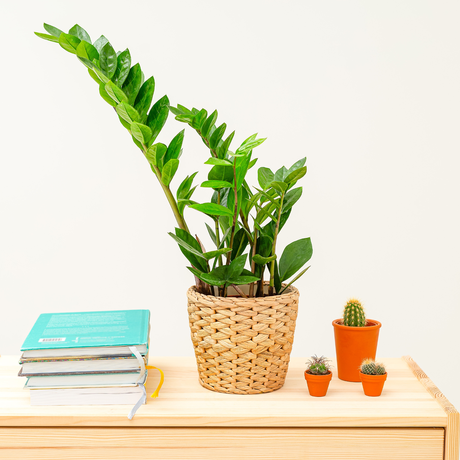 Comprar planta zamioculca