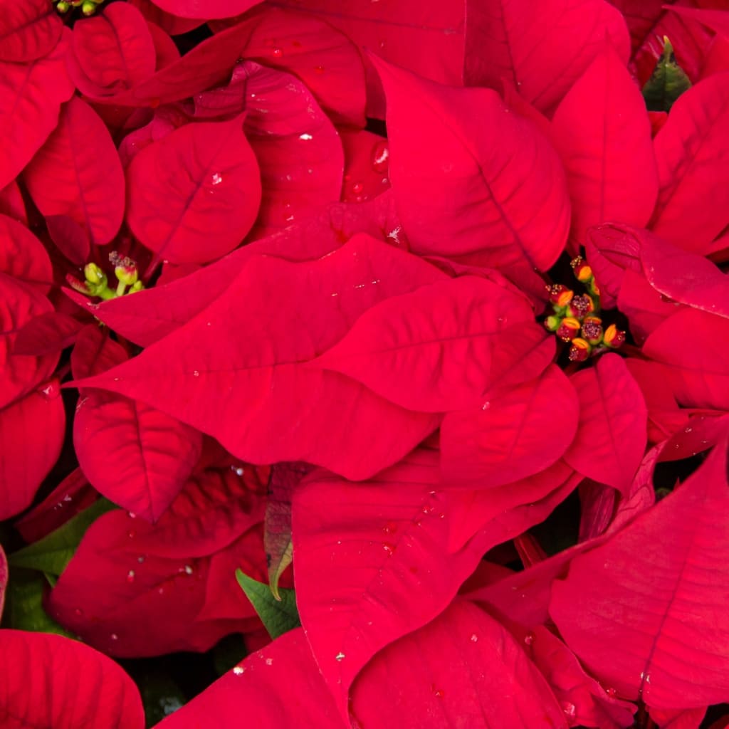 Flores de la poinsettia