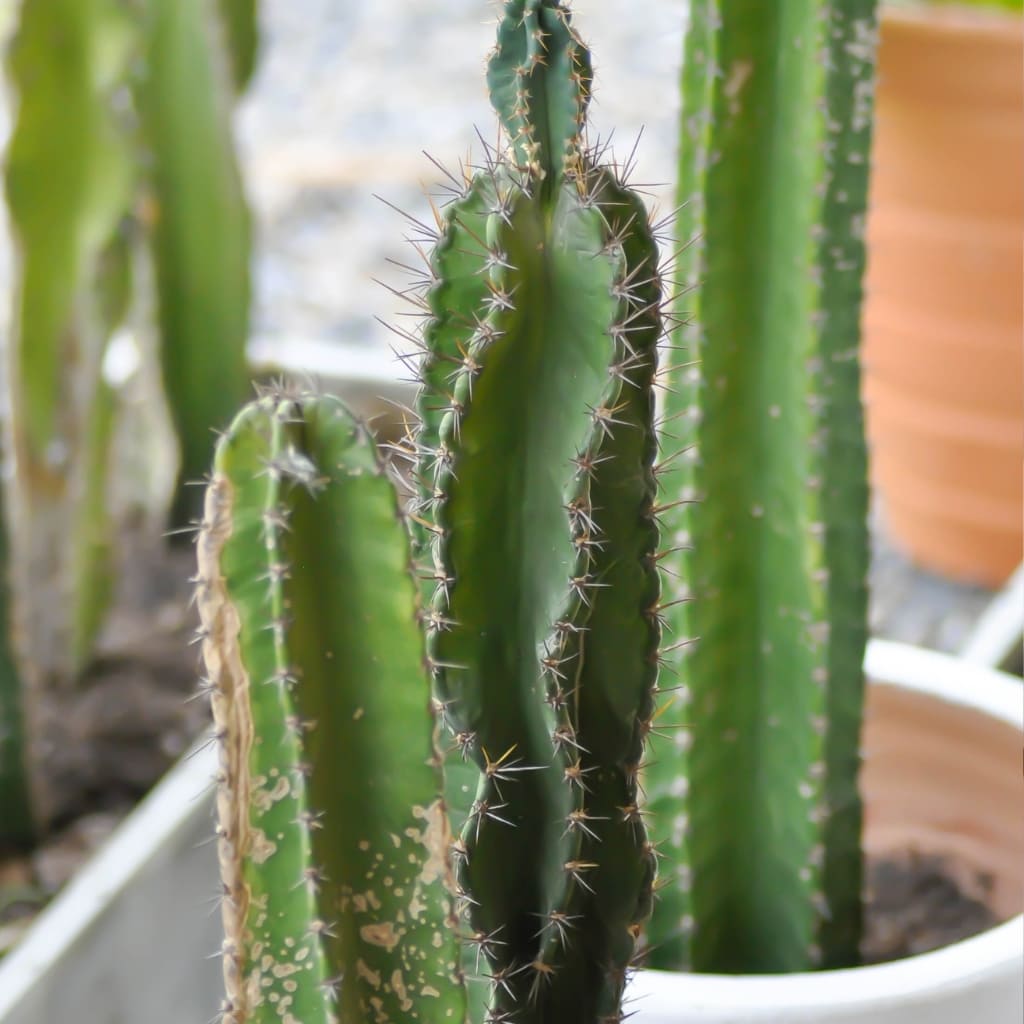 Cactus antiradiacion online