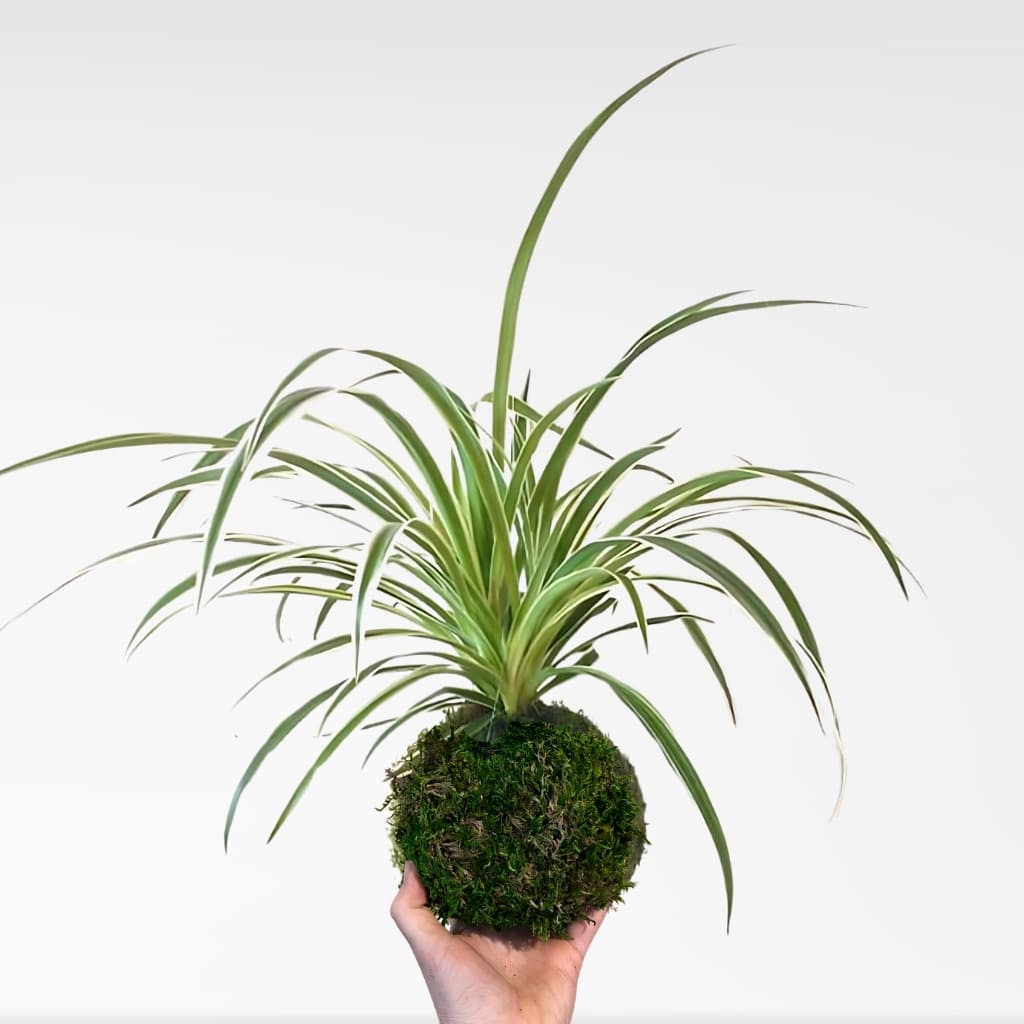 Comprar Kokedama planta cinta