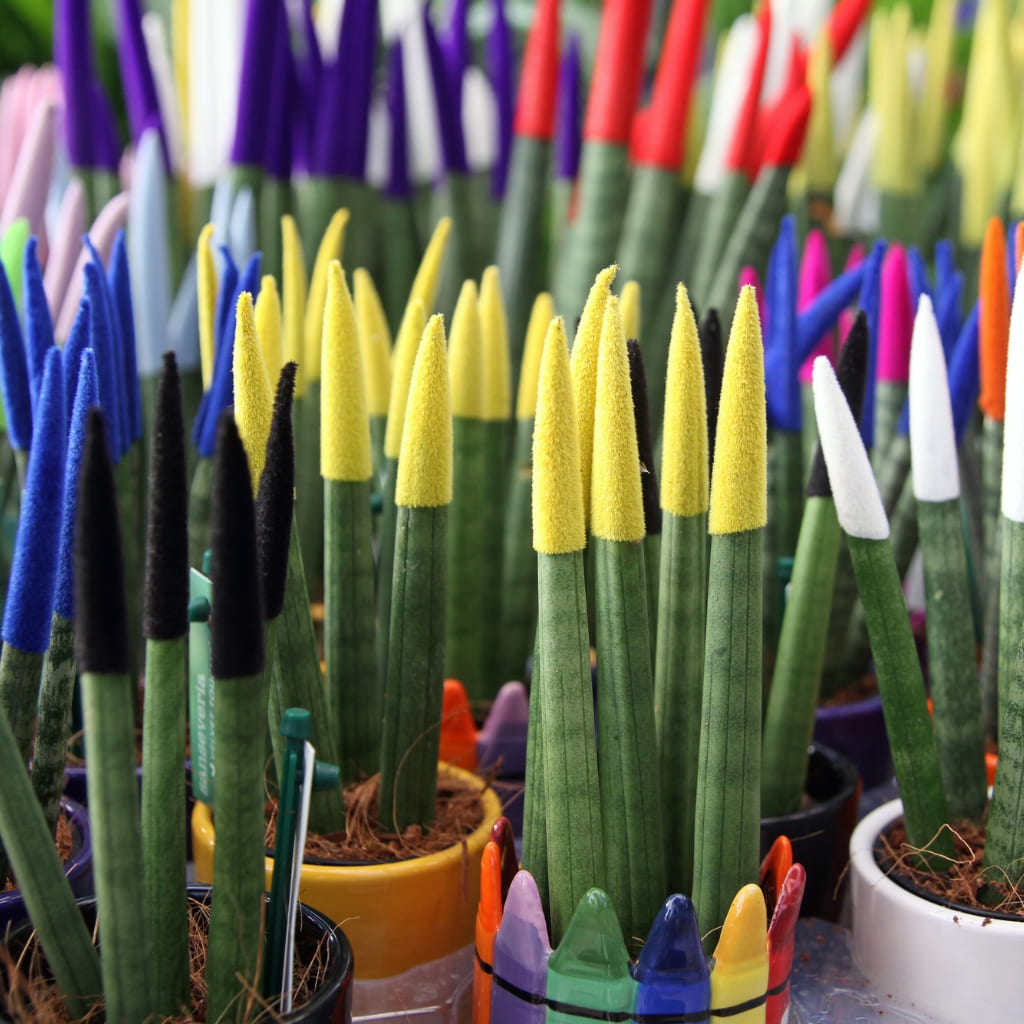 sansevieria cylindrica puntas secas Sansevieria Cylindrica Pintadas a domicilio
