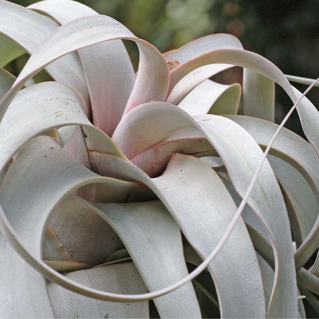 Tillandsia Xérographique