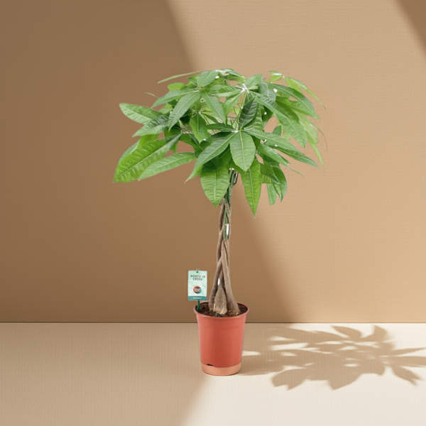 pachira aquatica dünger Pachira Aquatica – Geldbaum online kaufen