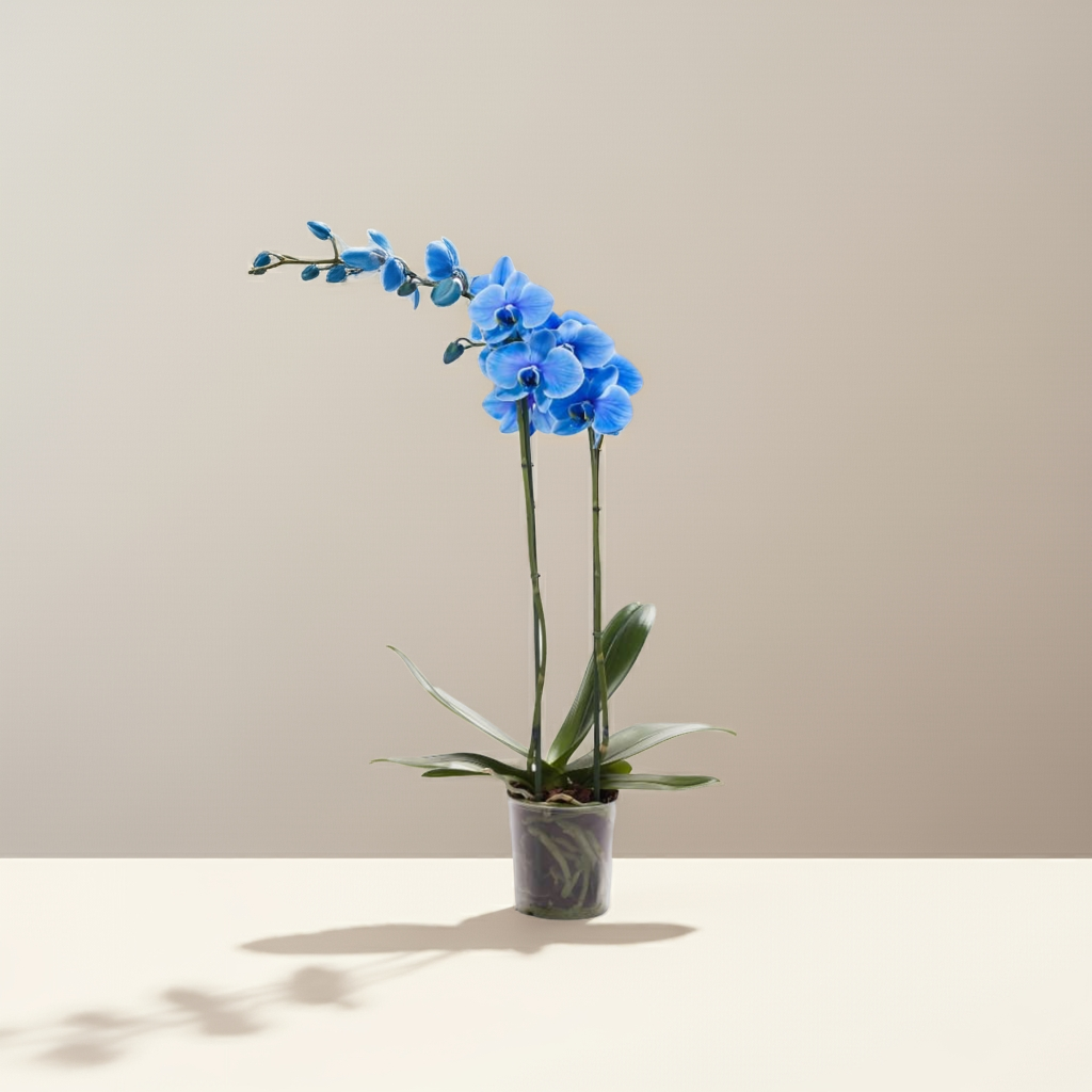 Blaue Orchidee