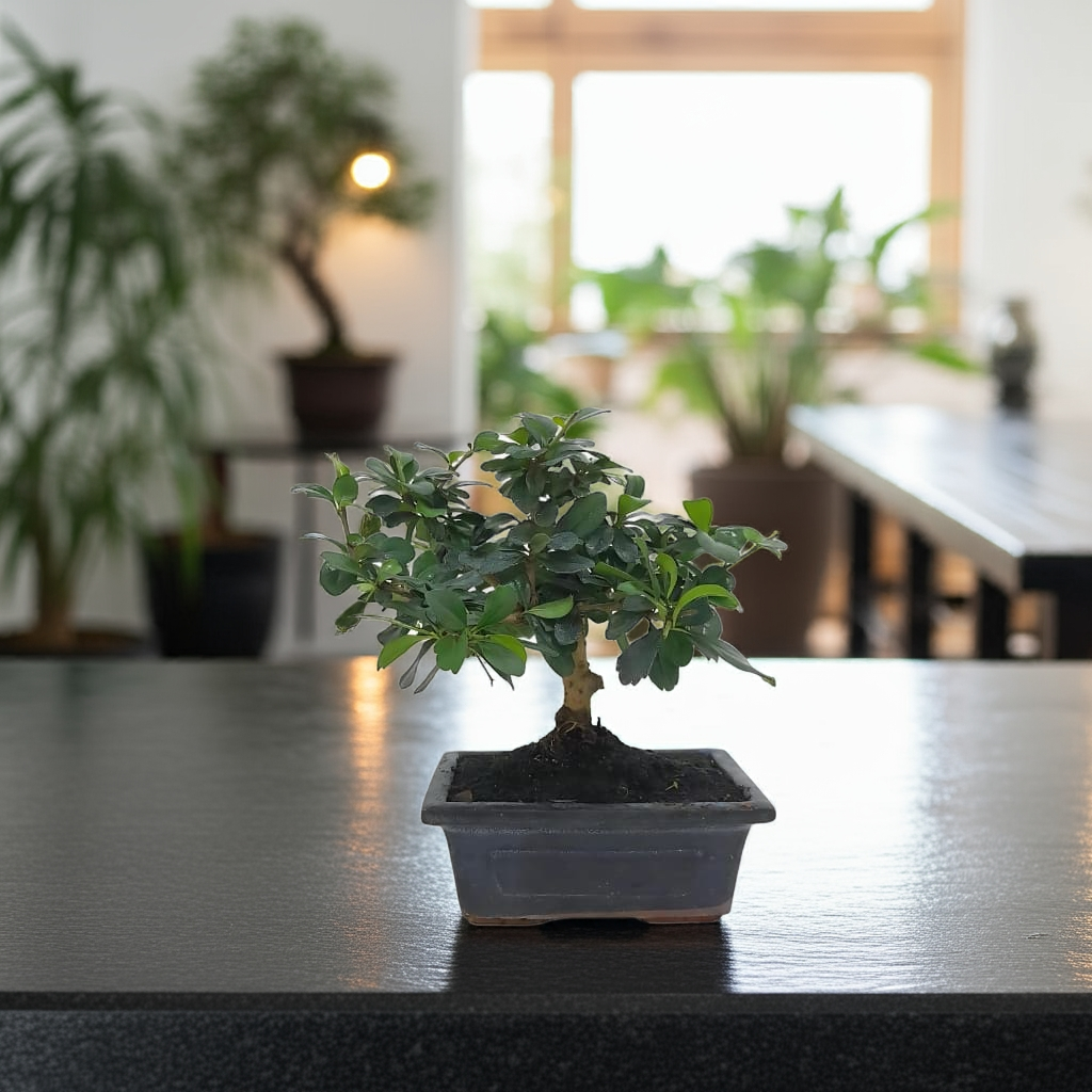 Bonsai Carmona (5 años)