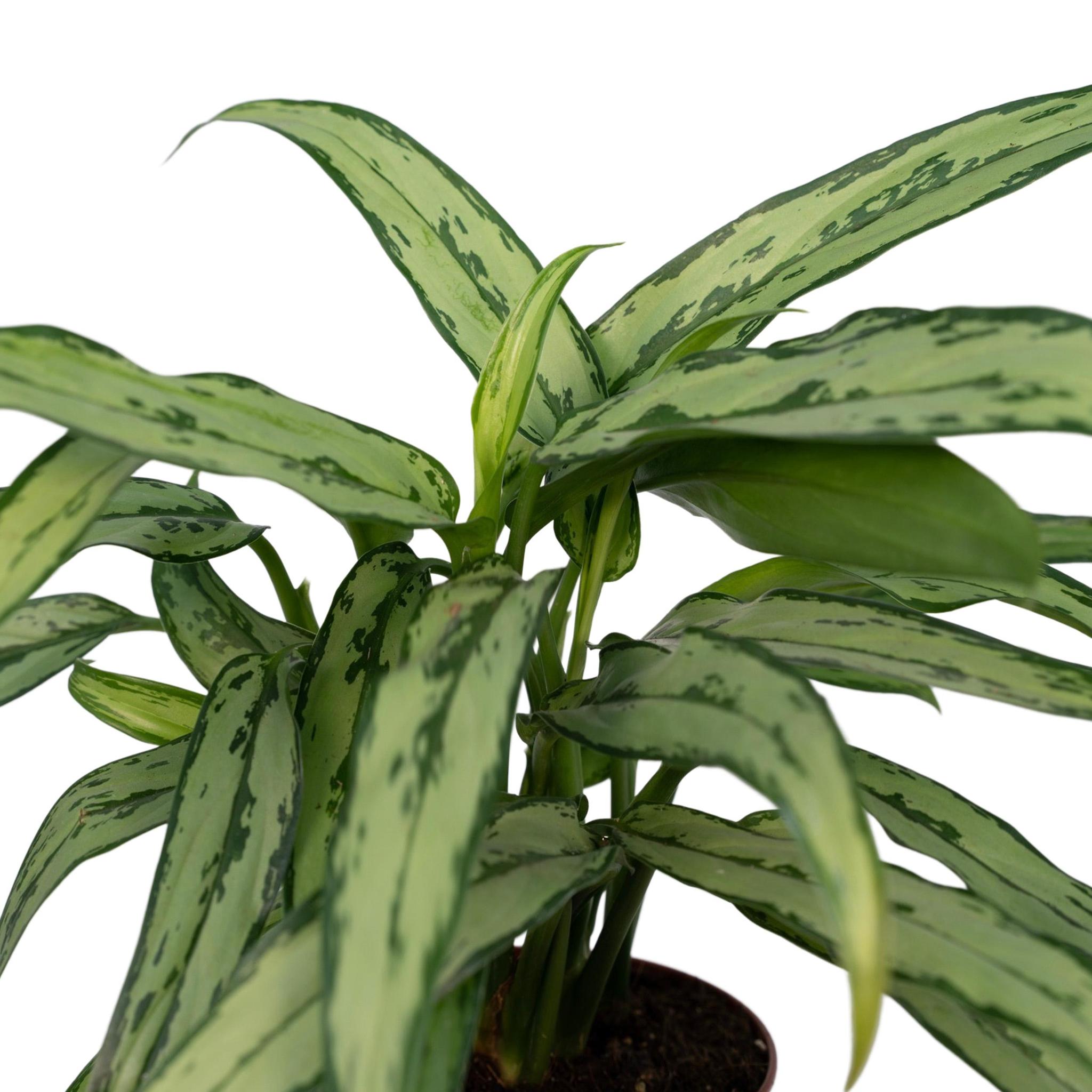 Aglaonema Cutlass (Kolbenfaden) - Urbangreen Store