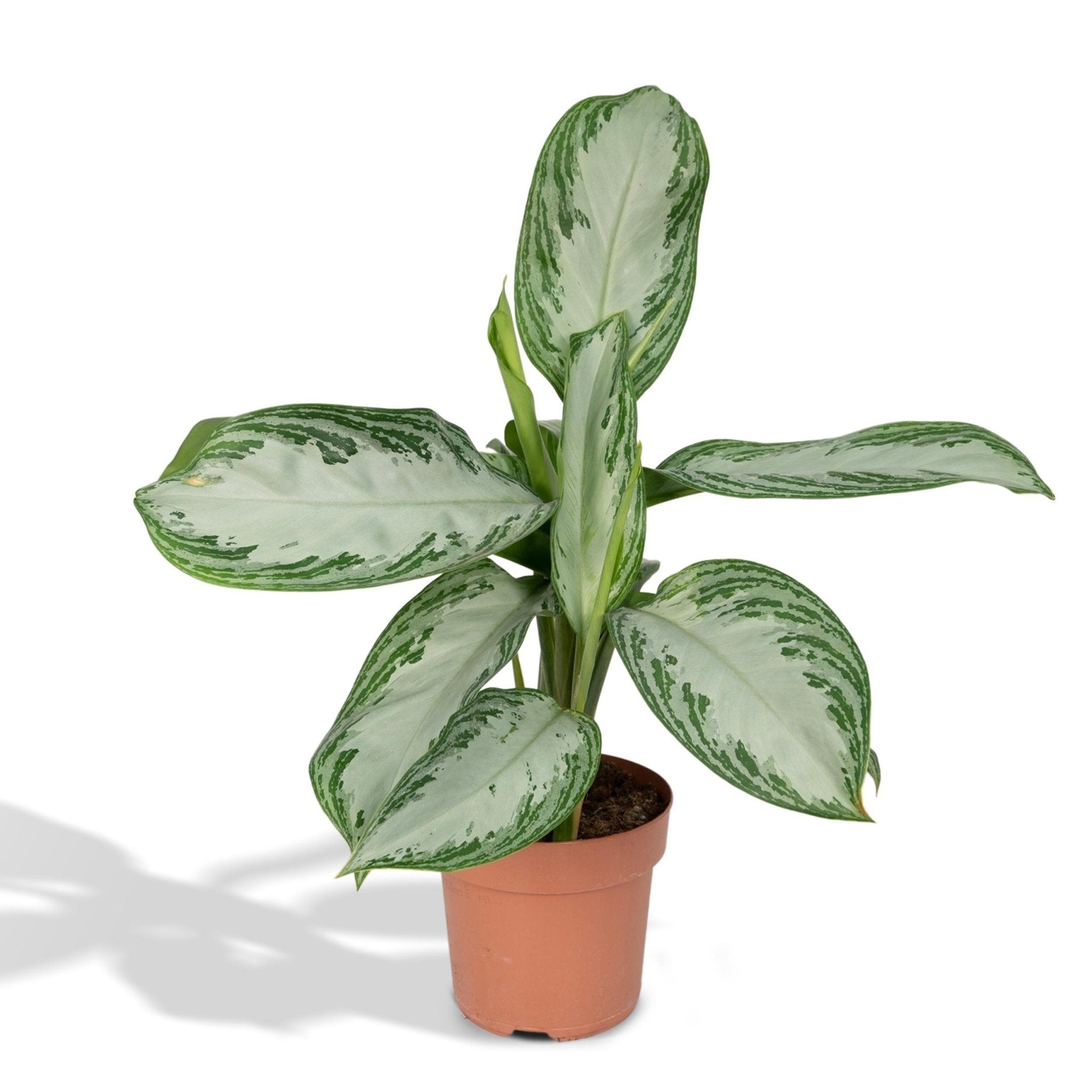 Aglaonema Silver Bay - Urbangreen Store