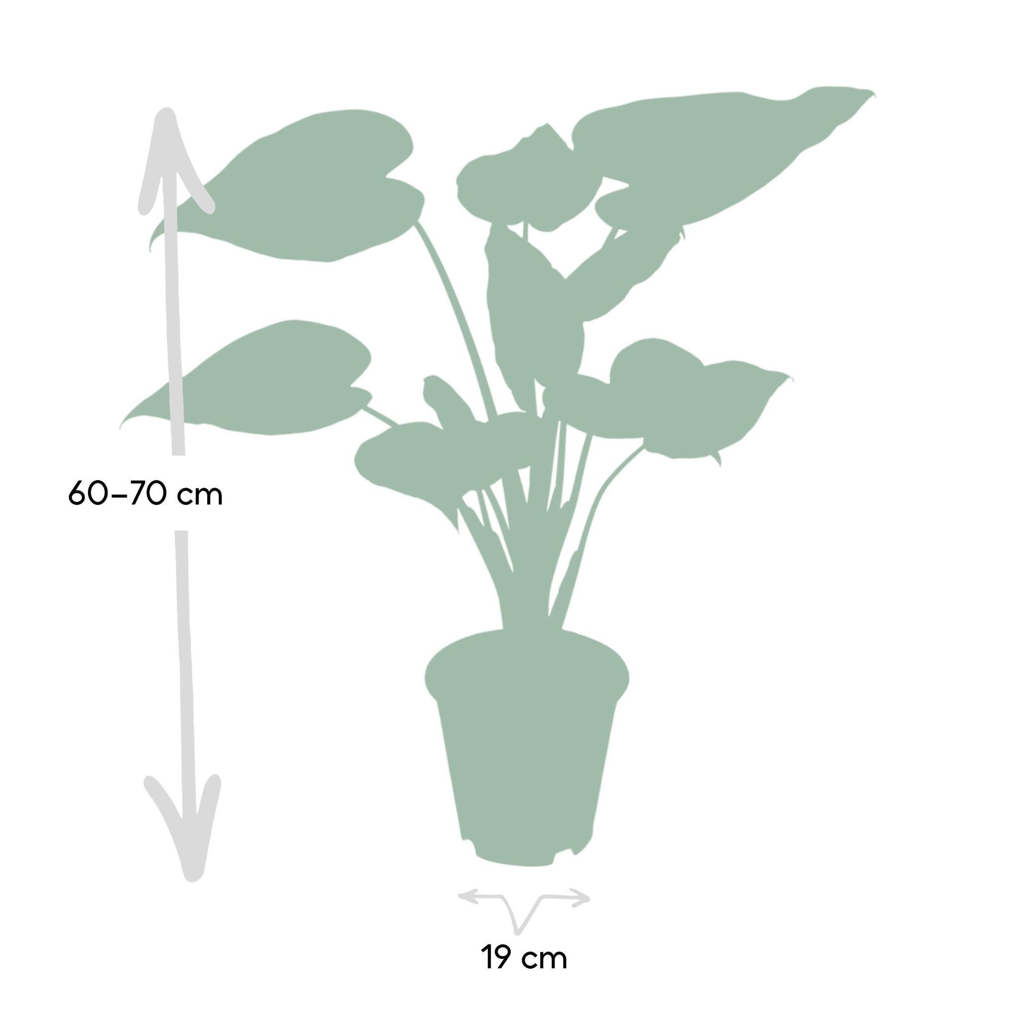 Alocasia Cucullata (Pfeilblatt) - Urbangreen Store