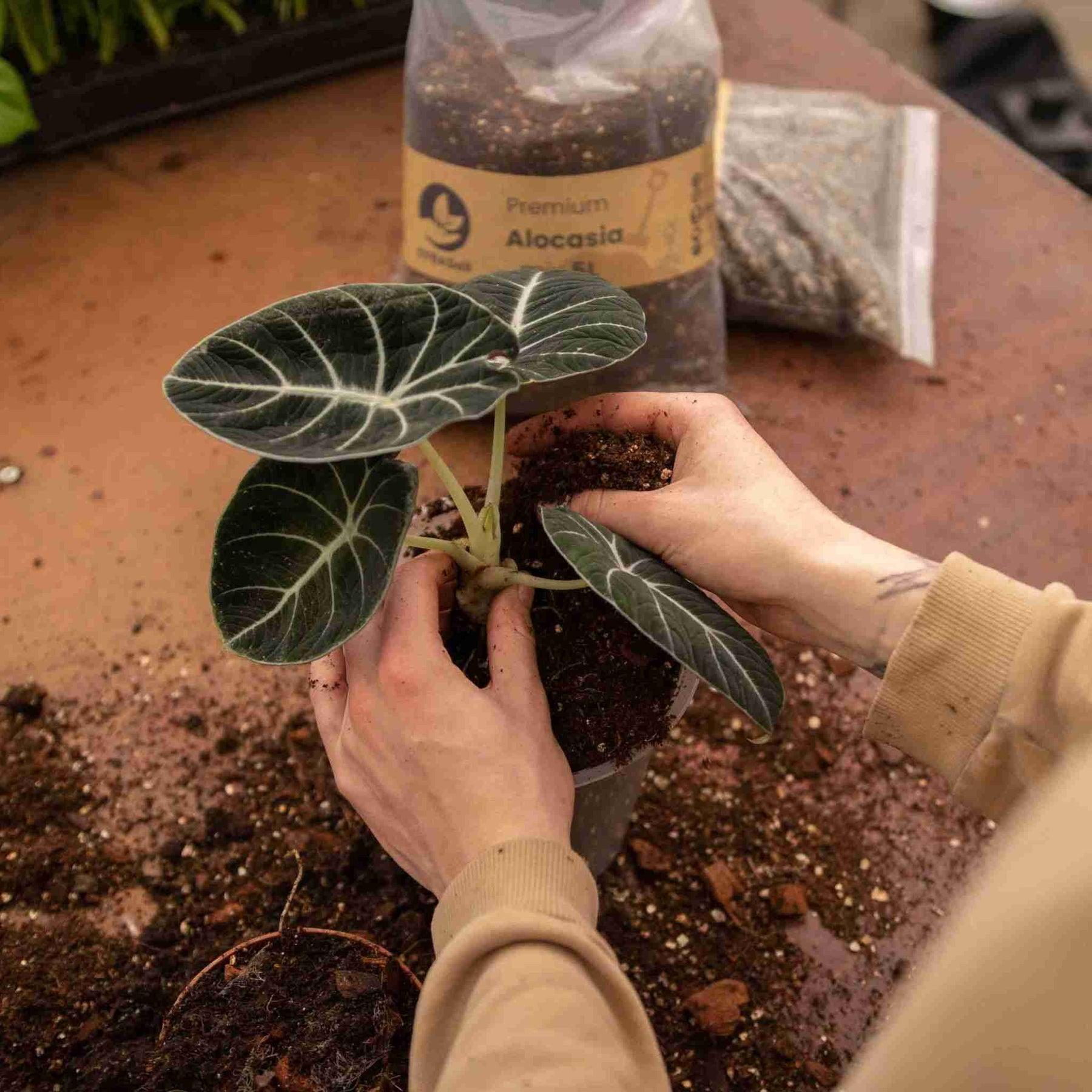 Alocasia Substrat 5L - Urbangreen Store