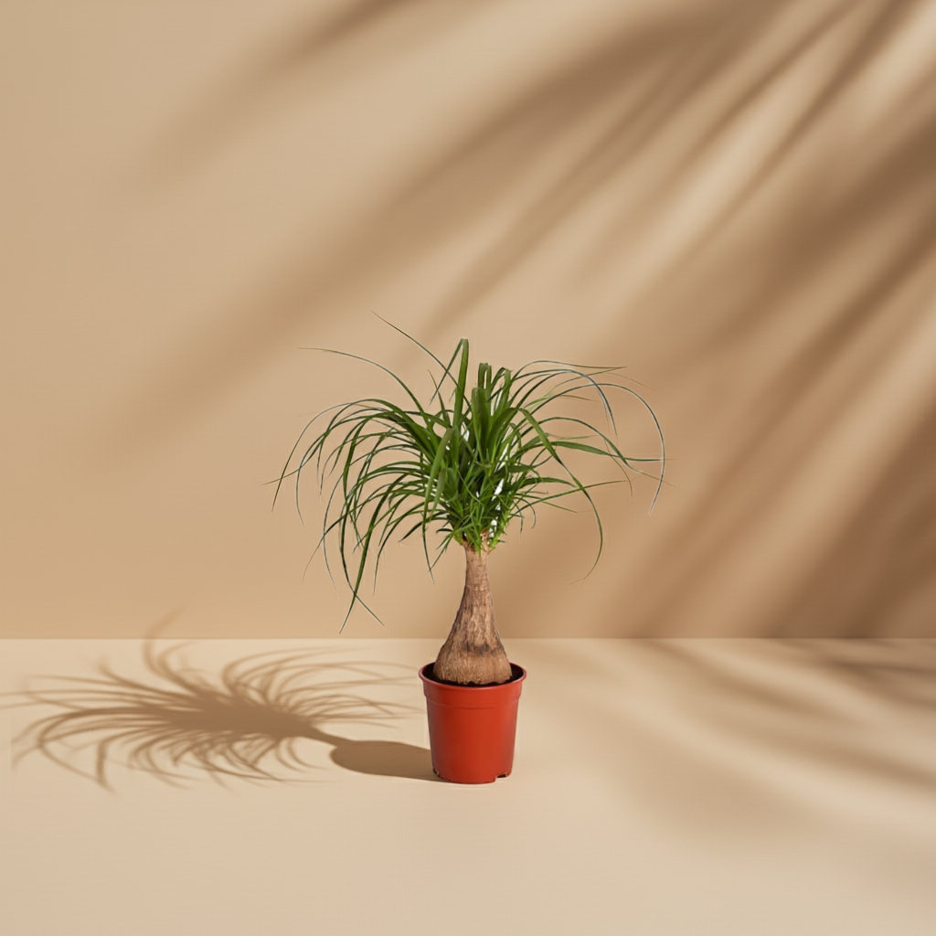 Beaucarnea Recurvata (Elefantenfuß)