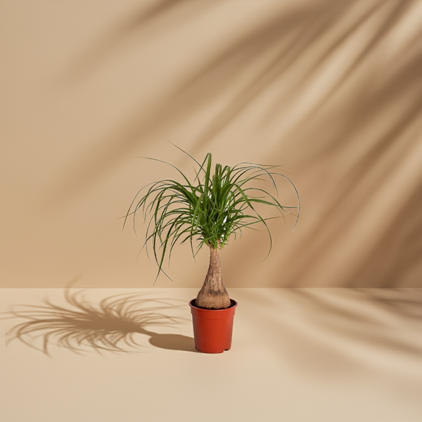 Kaufen Sie Beaucarnea Recurvata - Elefantenfuß