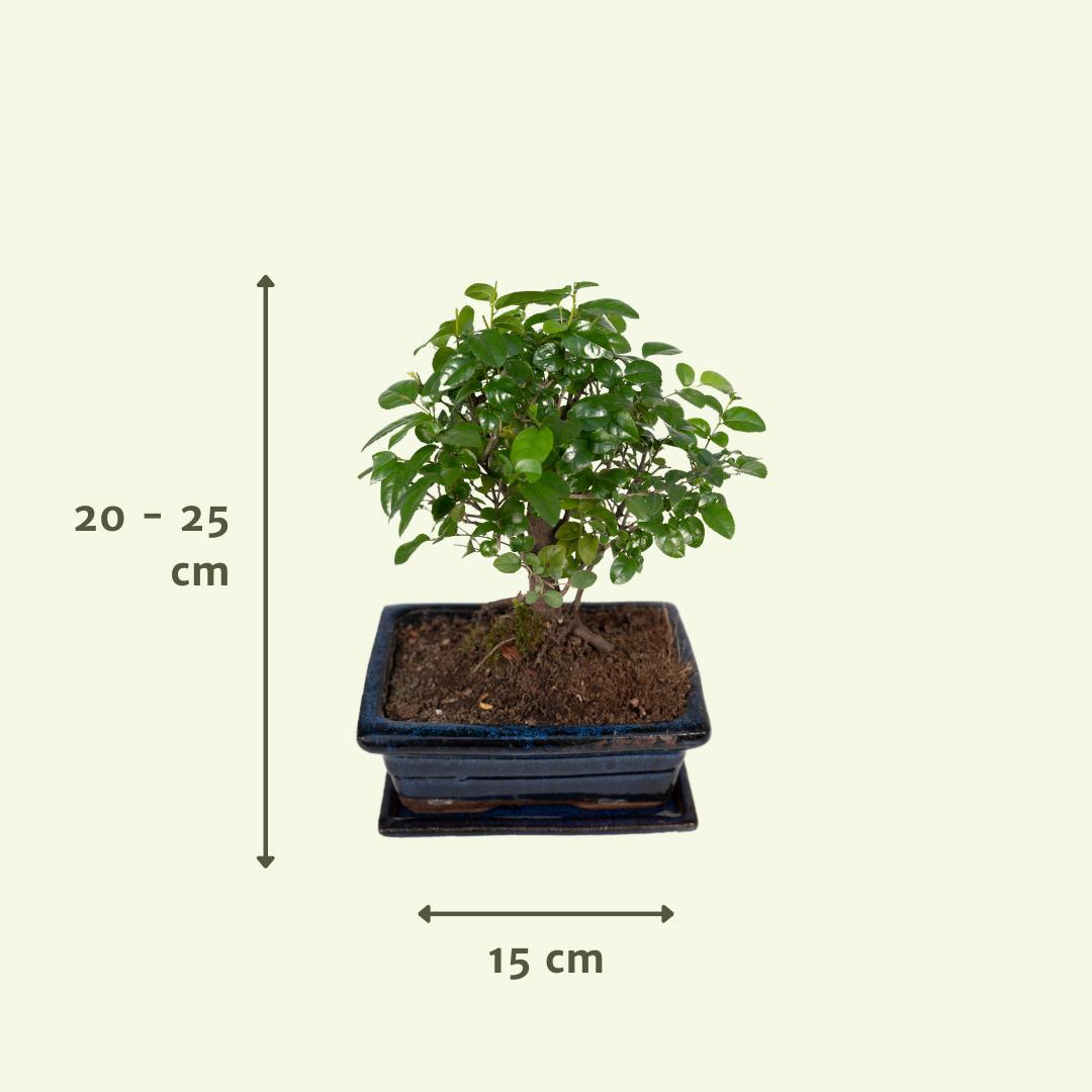 Bonsai Sageretia theezans - Urbangreen Store