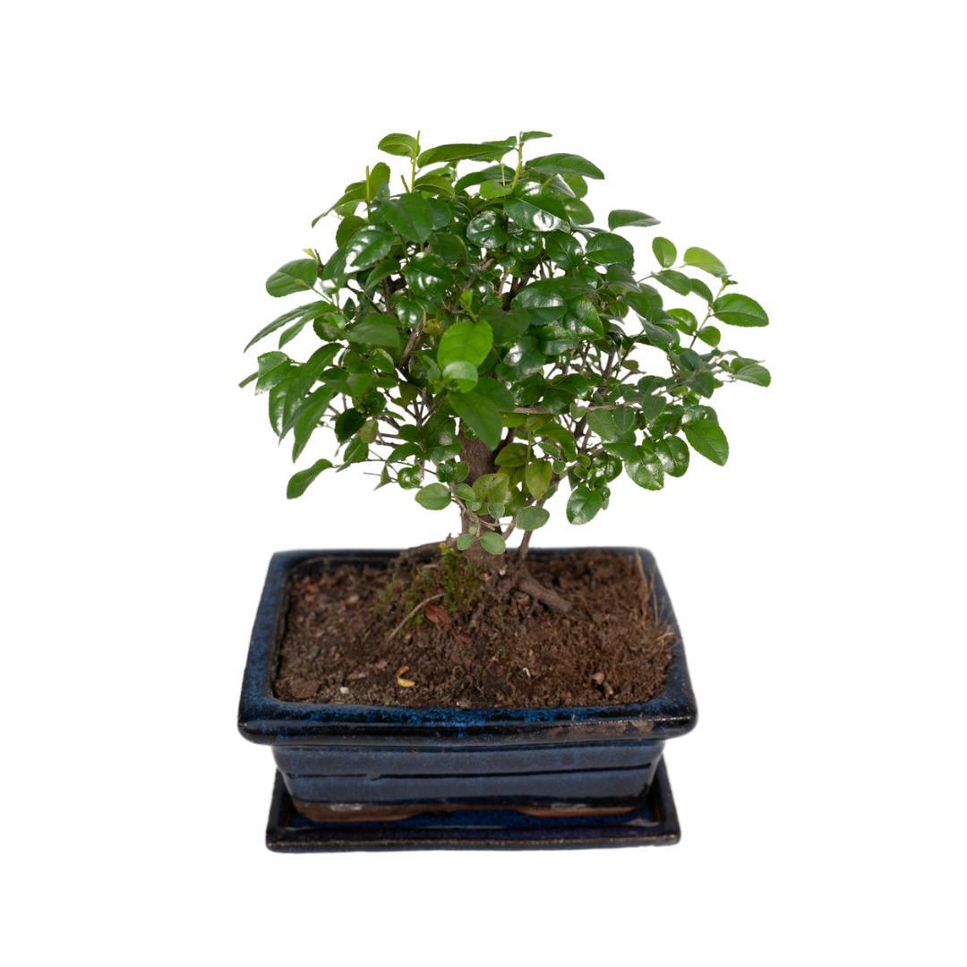 Bonsai Sageretia theezans - Urbangreen Store