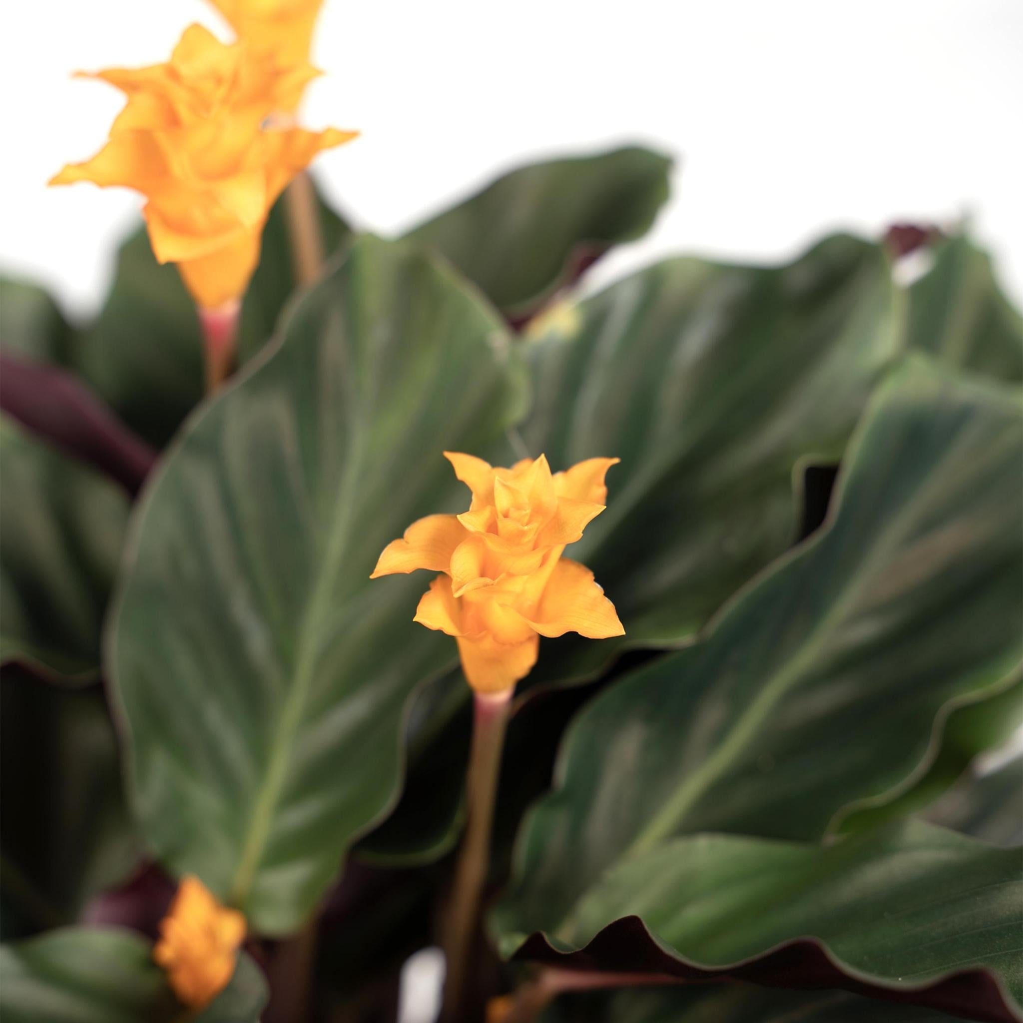 Calathea Crocata - Urbangreen Store