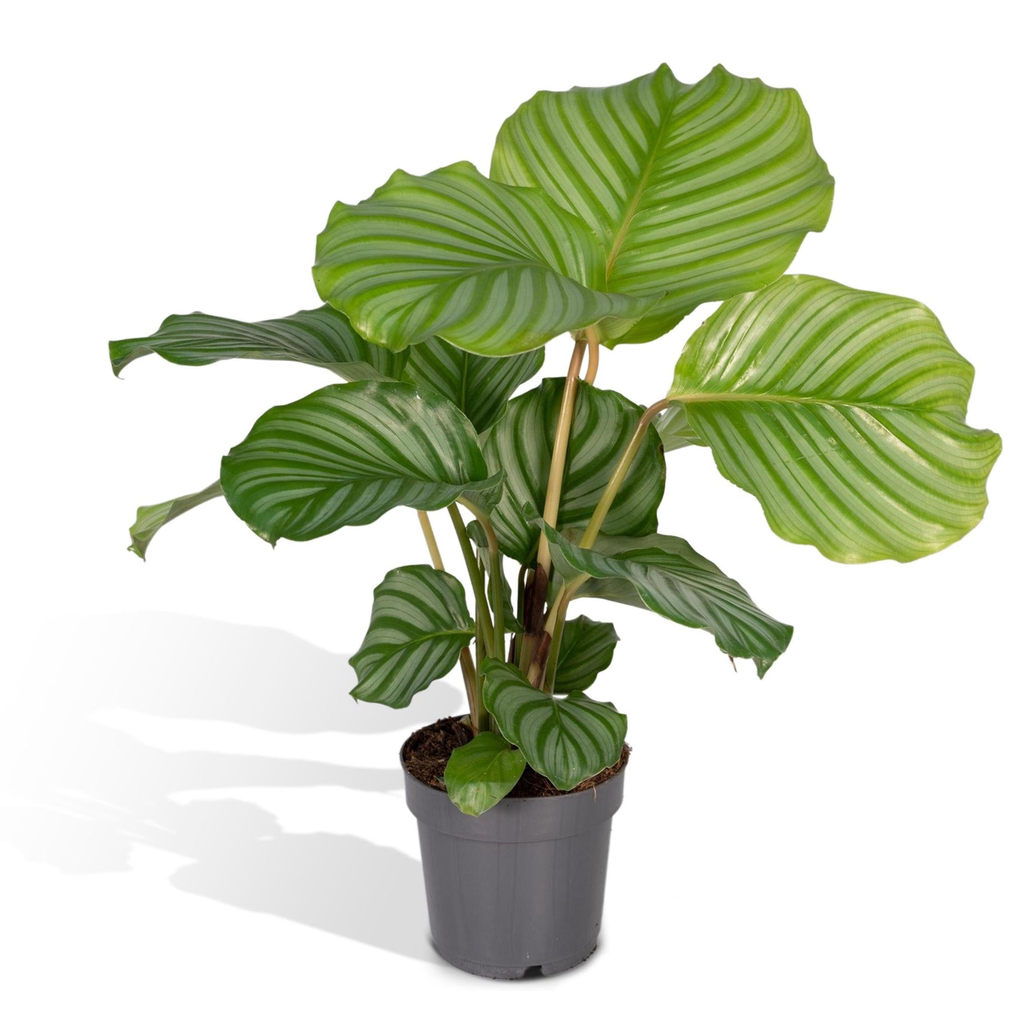 Calathea Orbifolia - Urbangreen Store