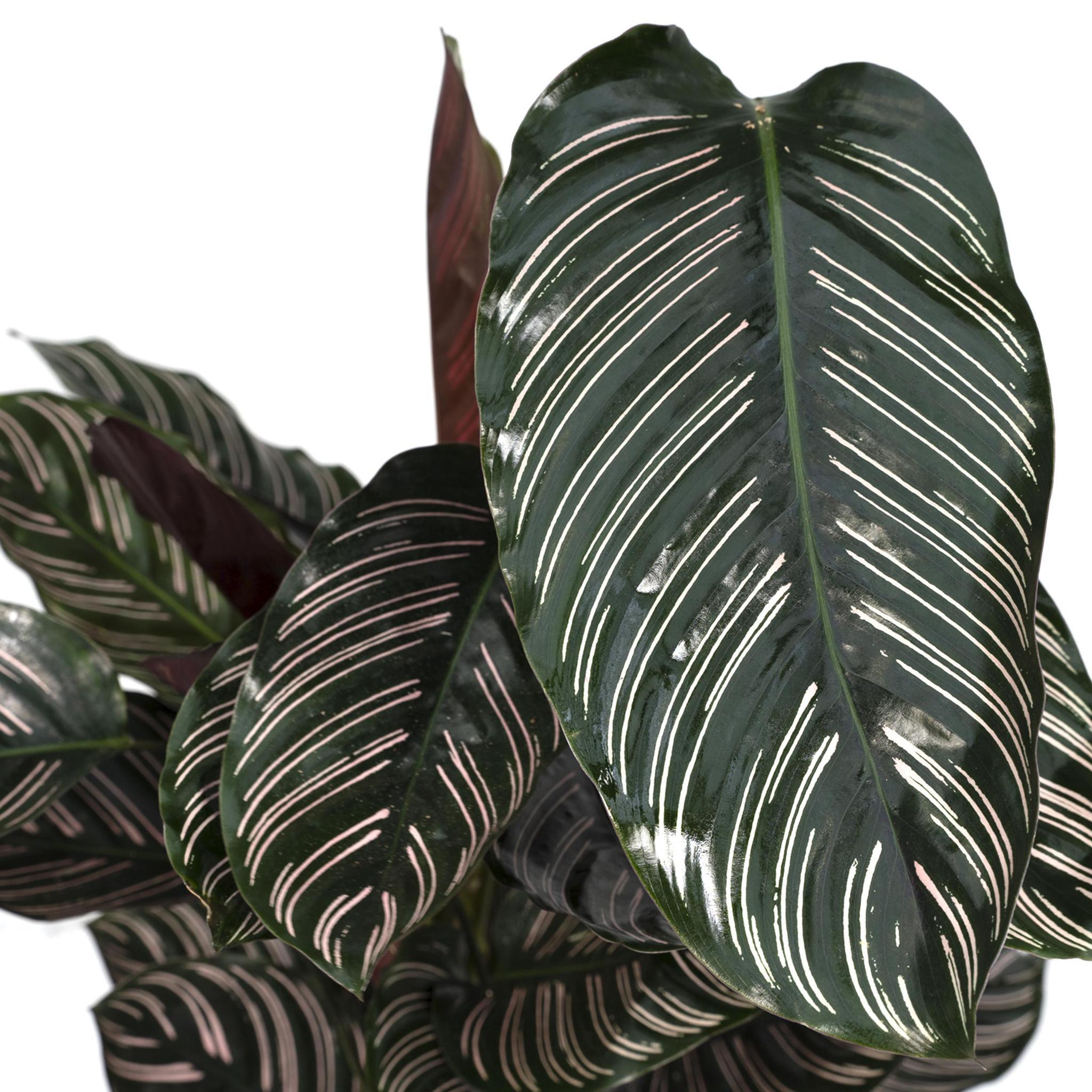 Calathea Ornata - Urbangreen Store