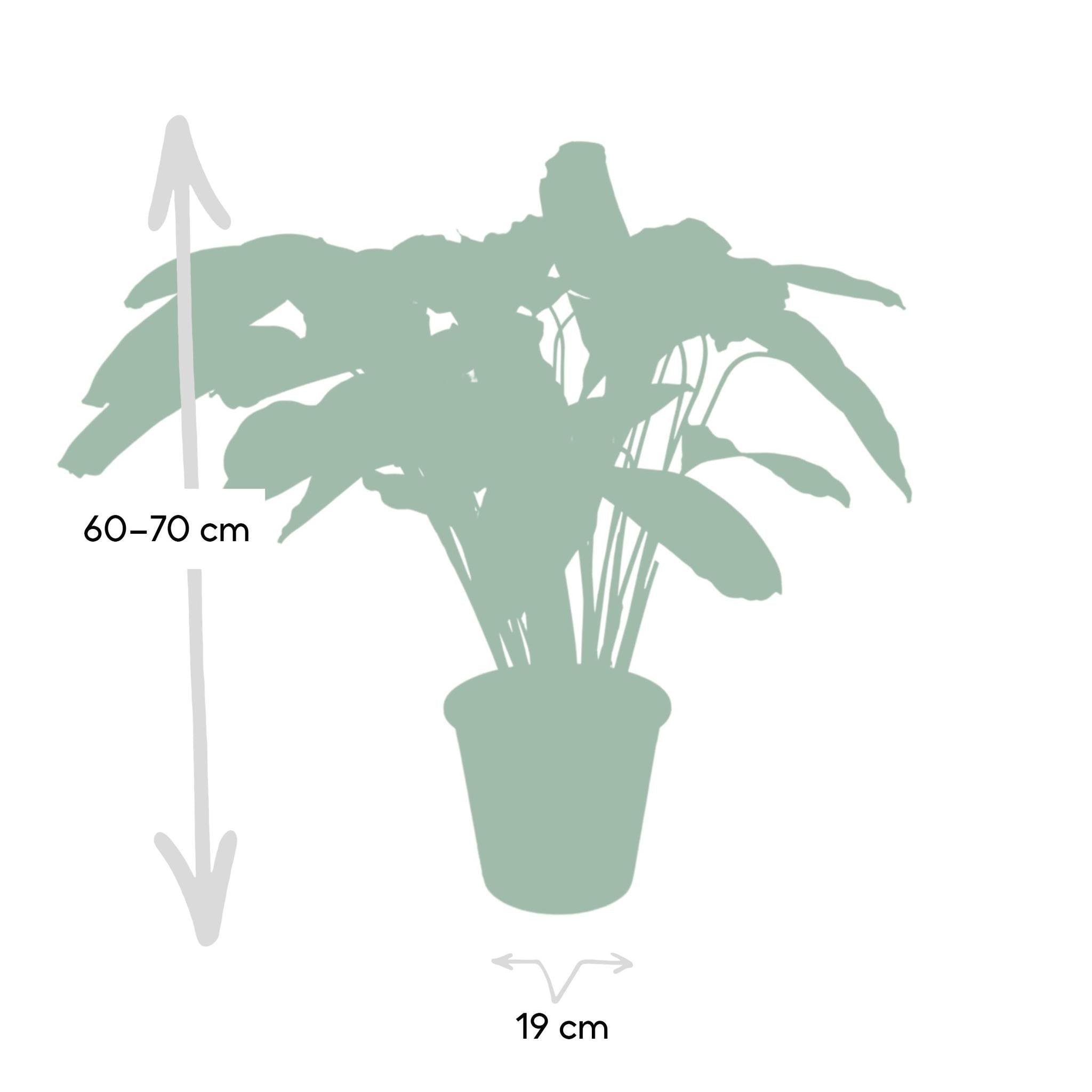 Calathea roseopicta 'Flamestar' - Urbangreen Store