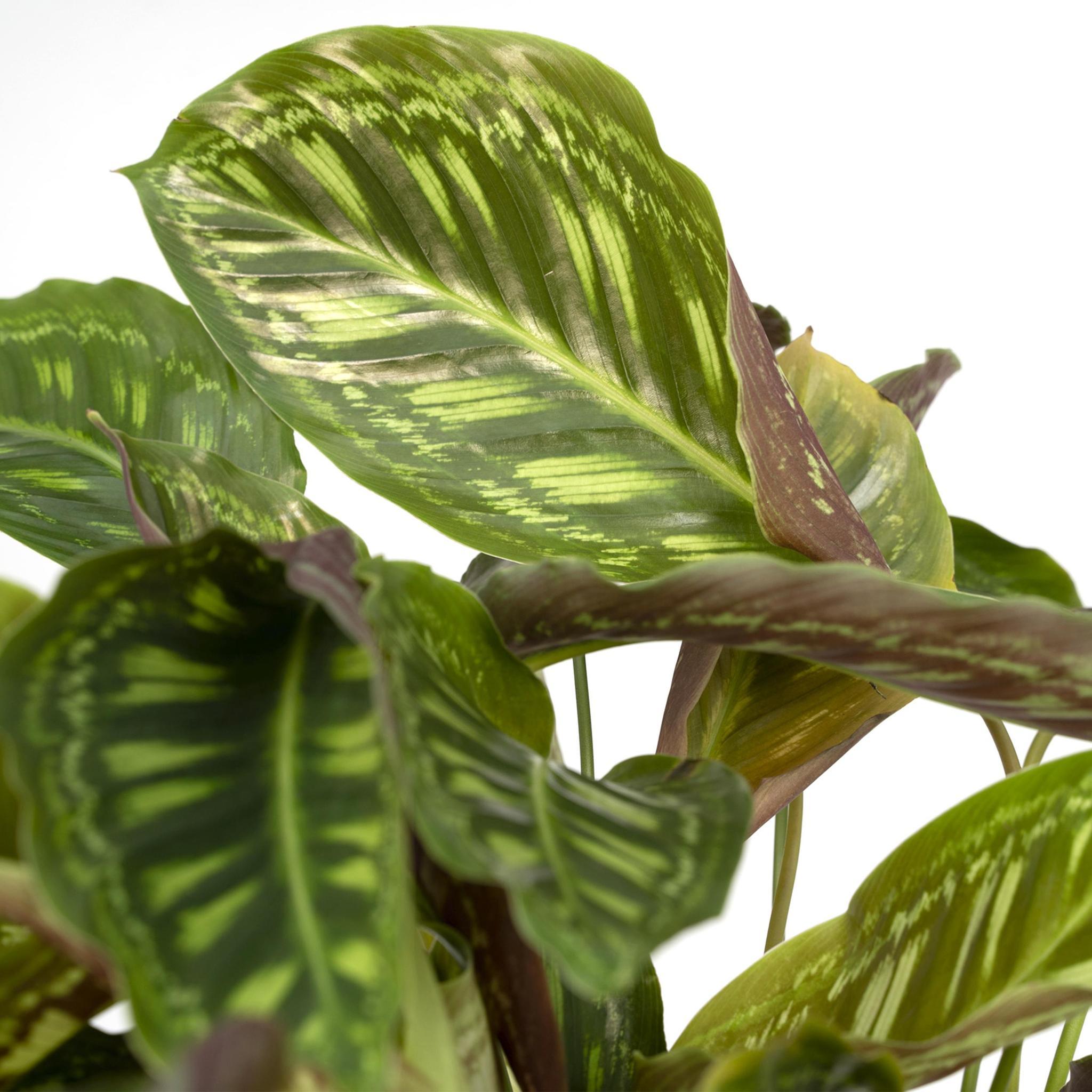 Calathea roseopicta 'Flamestar' - Urbangreen Store