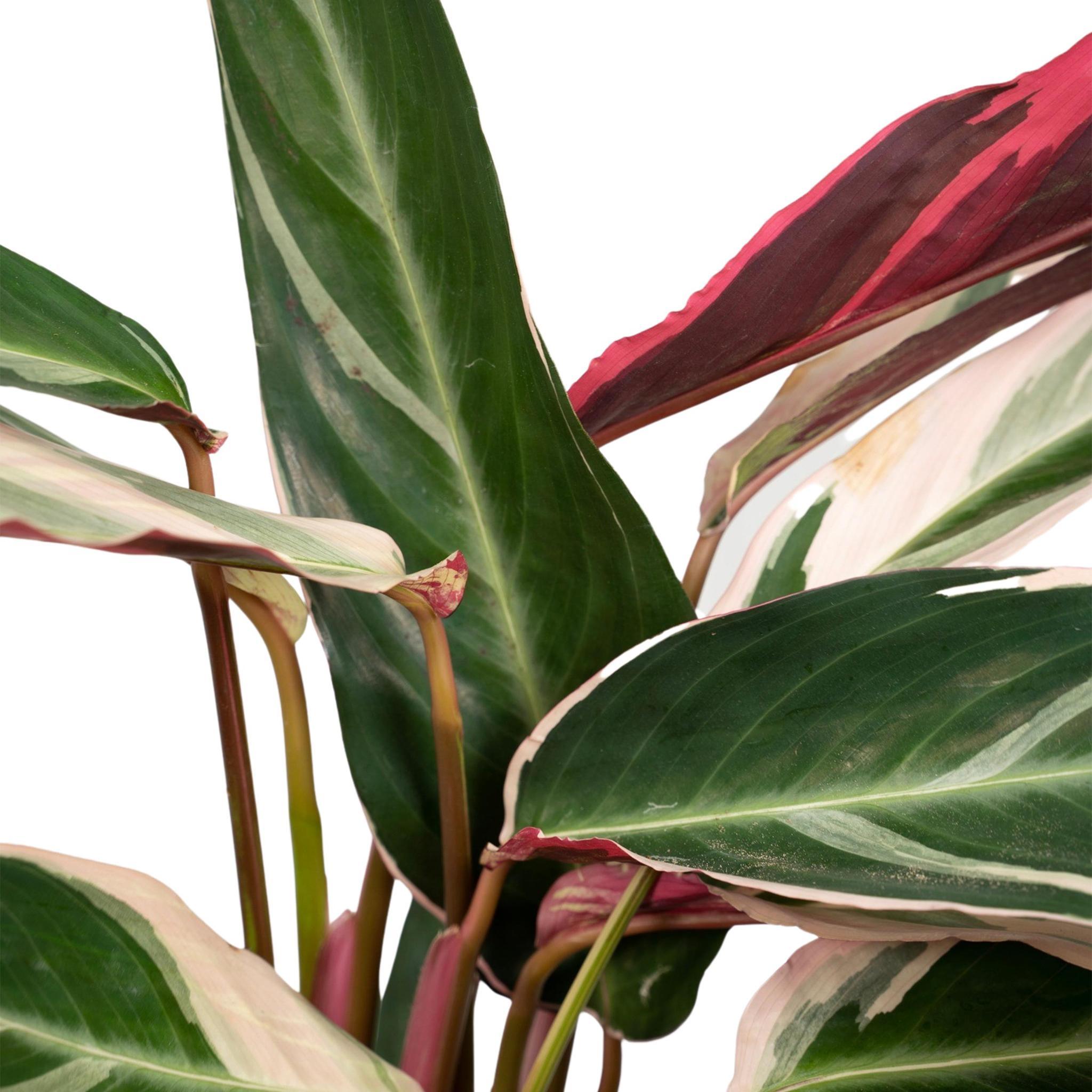 Calathea Triostar - Urbangreen Store