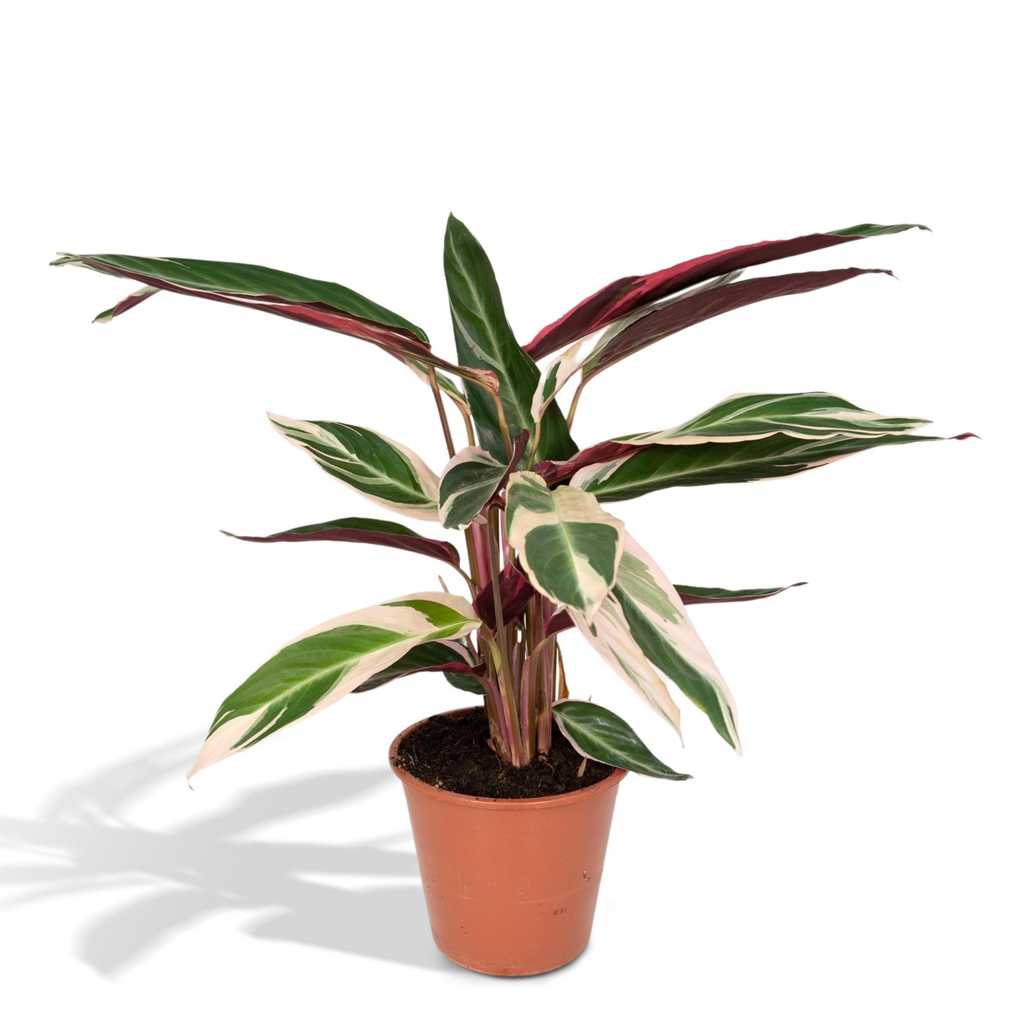 Calathea Triostar - Urbangreen Store