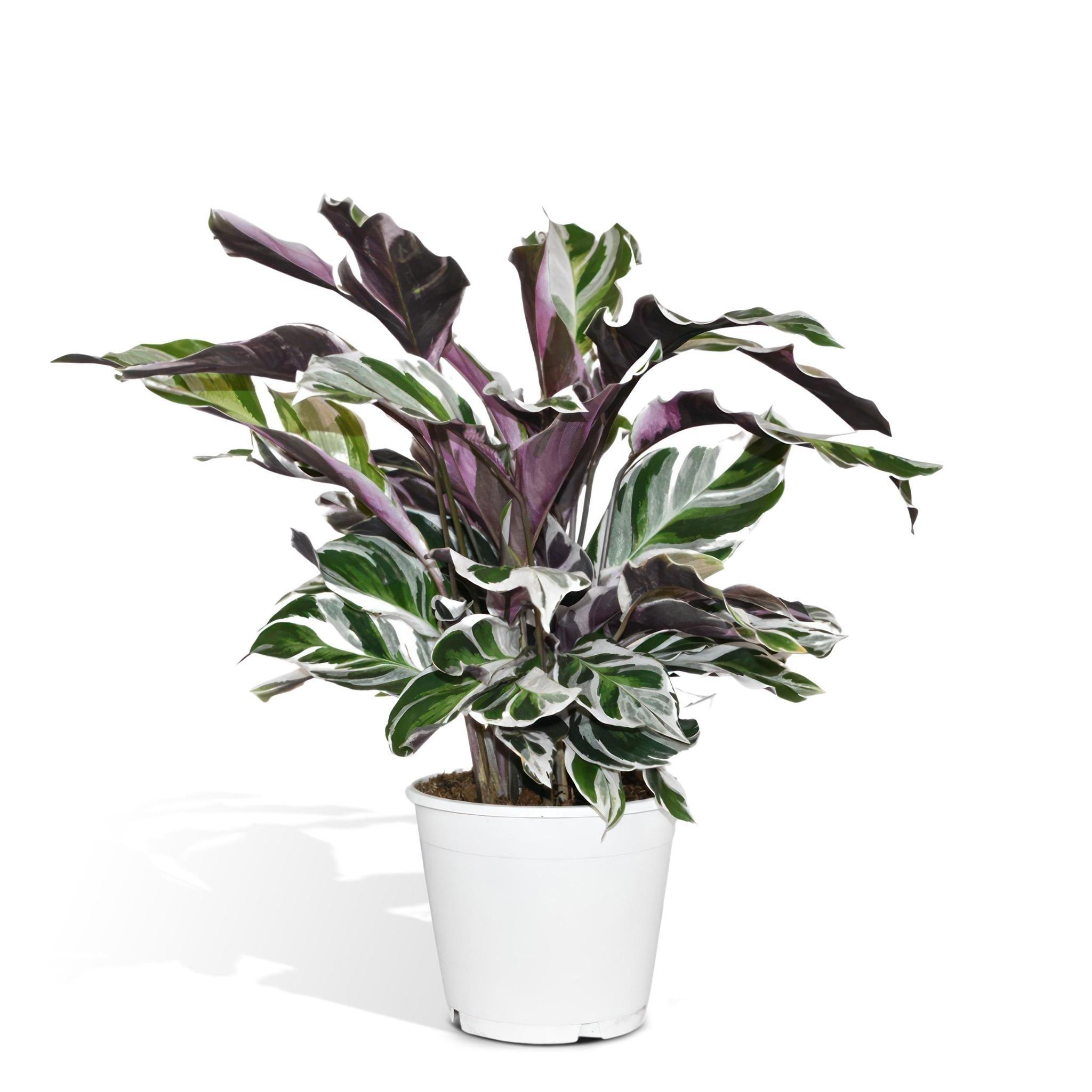 Calathea White Fusion - Urbangreen Store