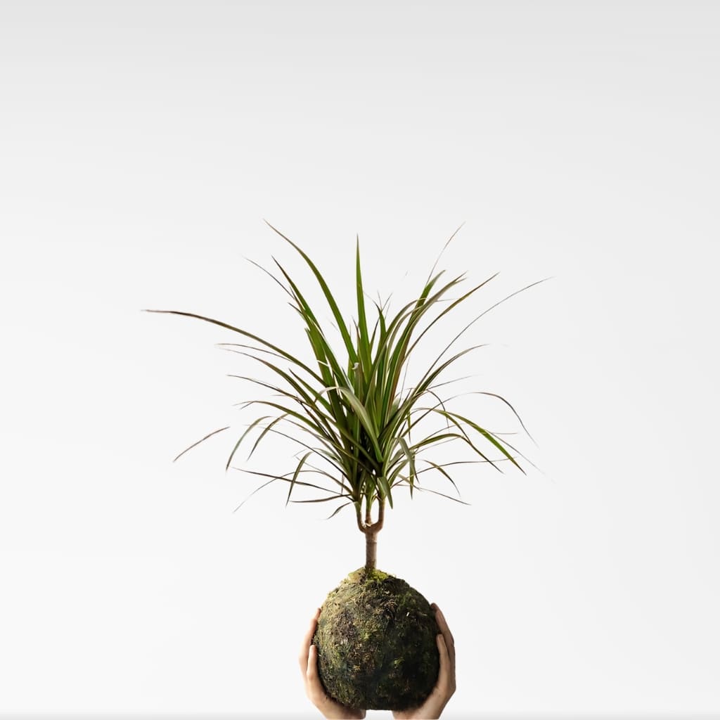 Kokedama Dracena Marginata