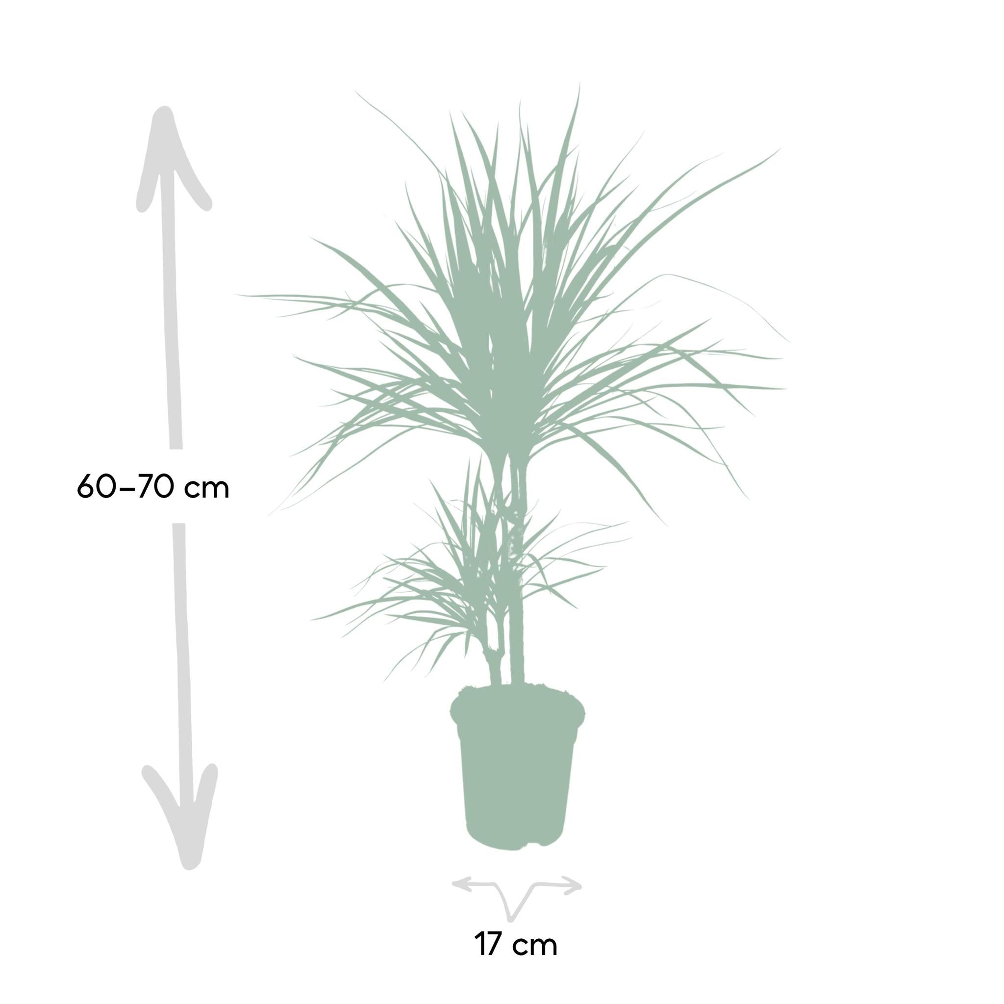 Drachenbaum L (Dracaena Marginata) - Urbangreen Store