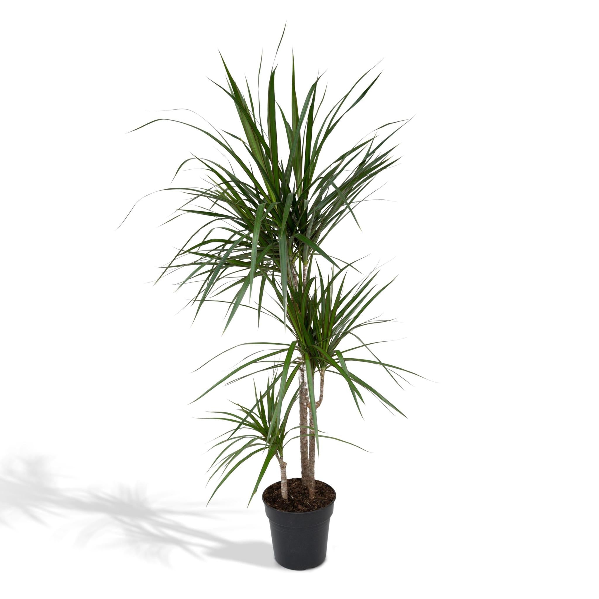 Drachenbaum XL (Dracaena Marginata) - Urbangreen Store