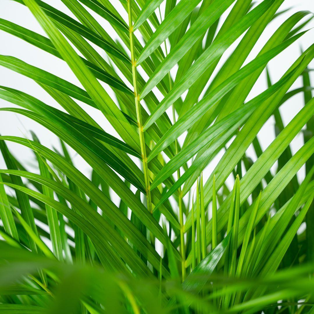 Dypsis Lutescens L (Areca Palme) - Urbangreen Store