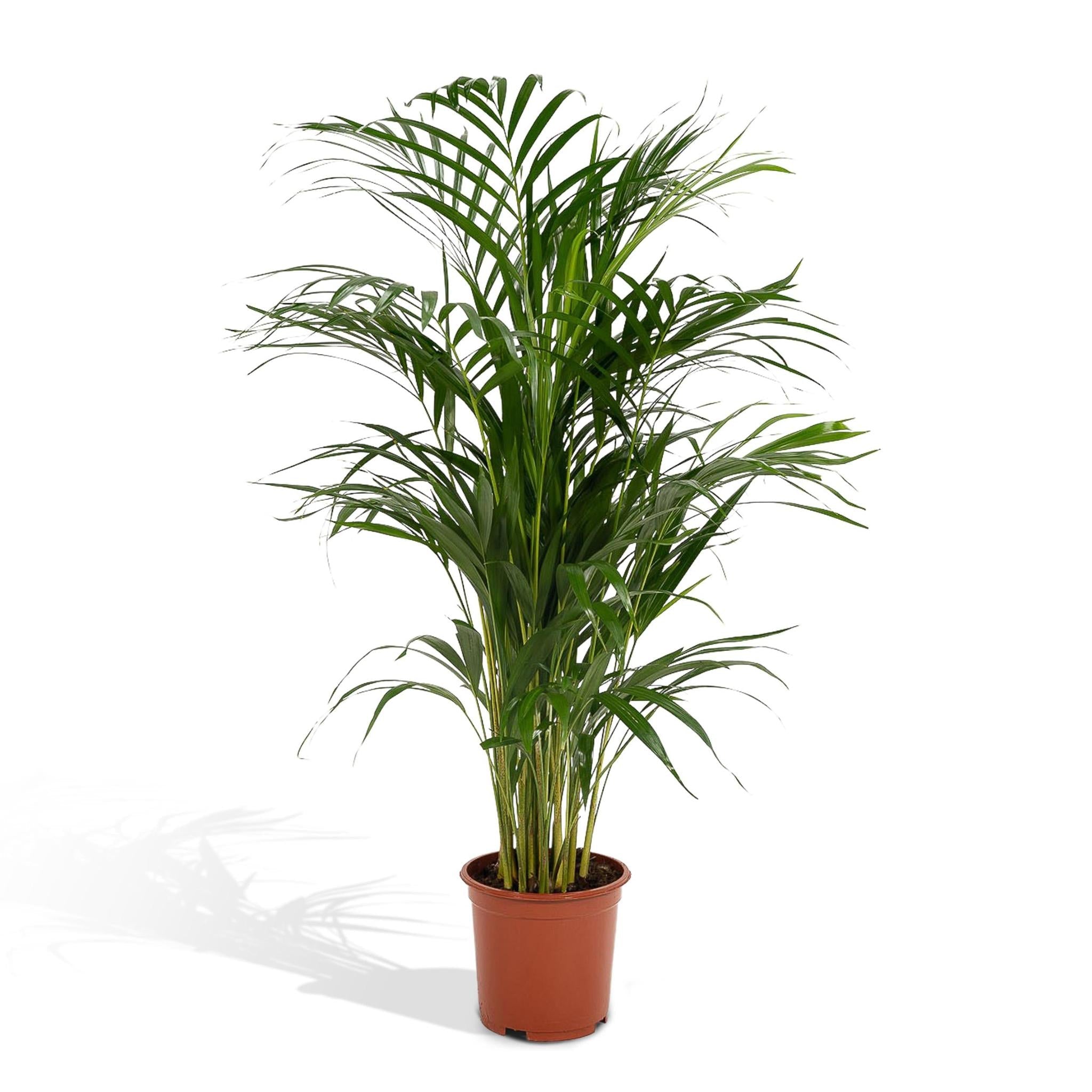 Dypsis Lutescens L (Areca Palme) - Urbangreen Store