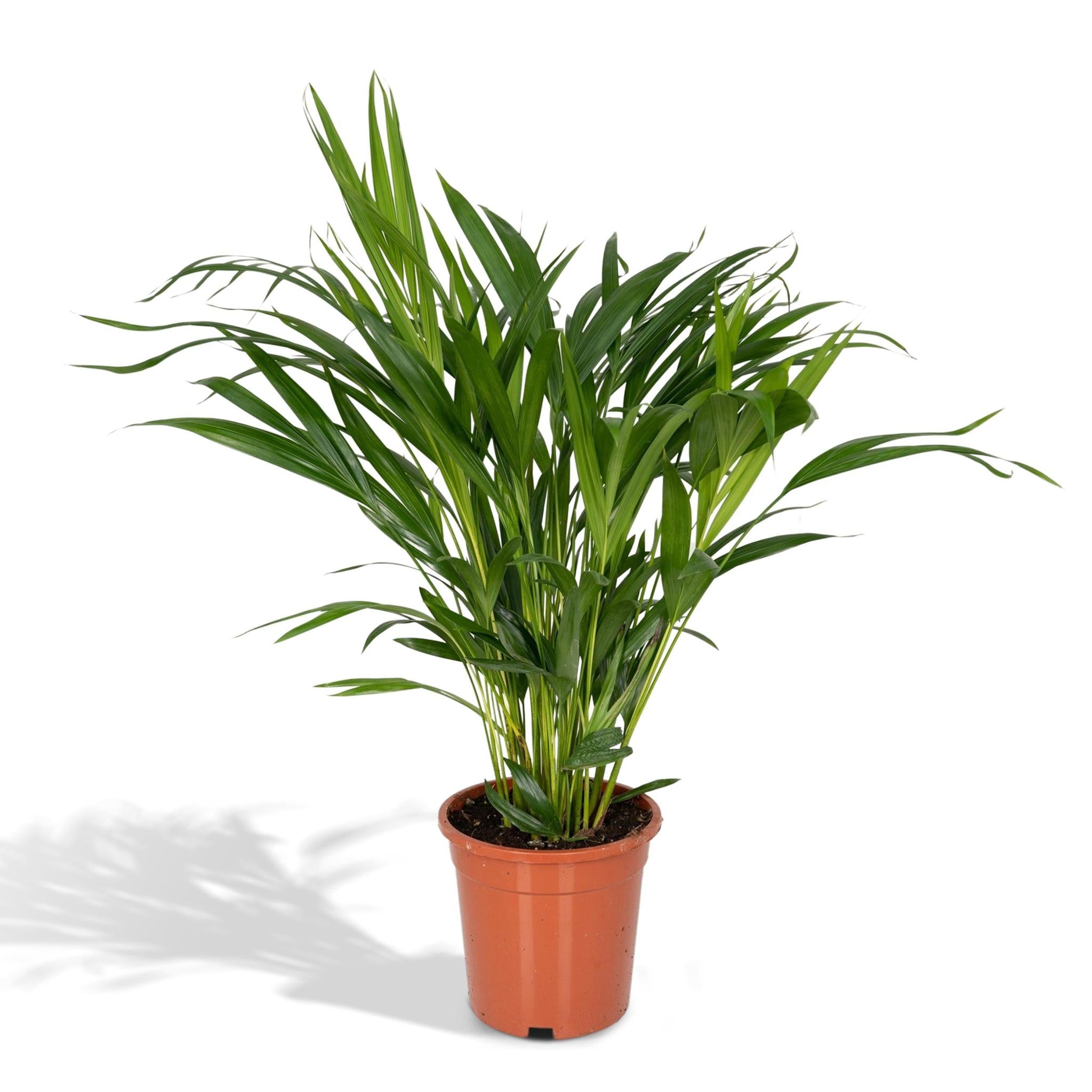 Dypsis Lutescens M (Areca Palme) - Urbangreen Store