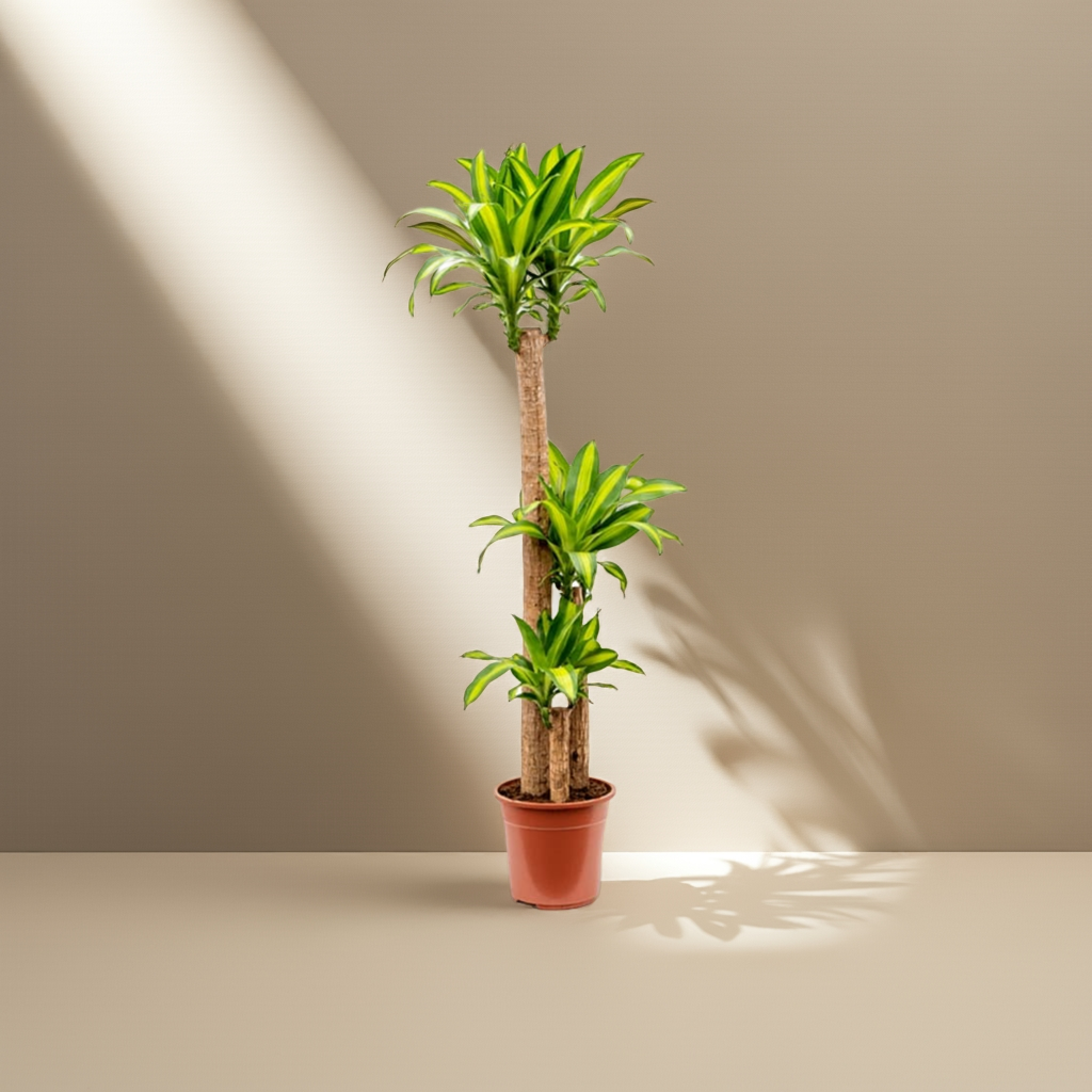 Dracaena 'Massangeana'