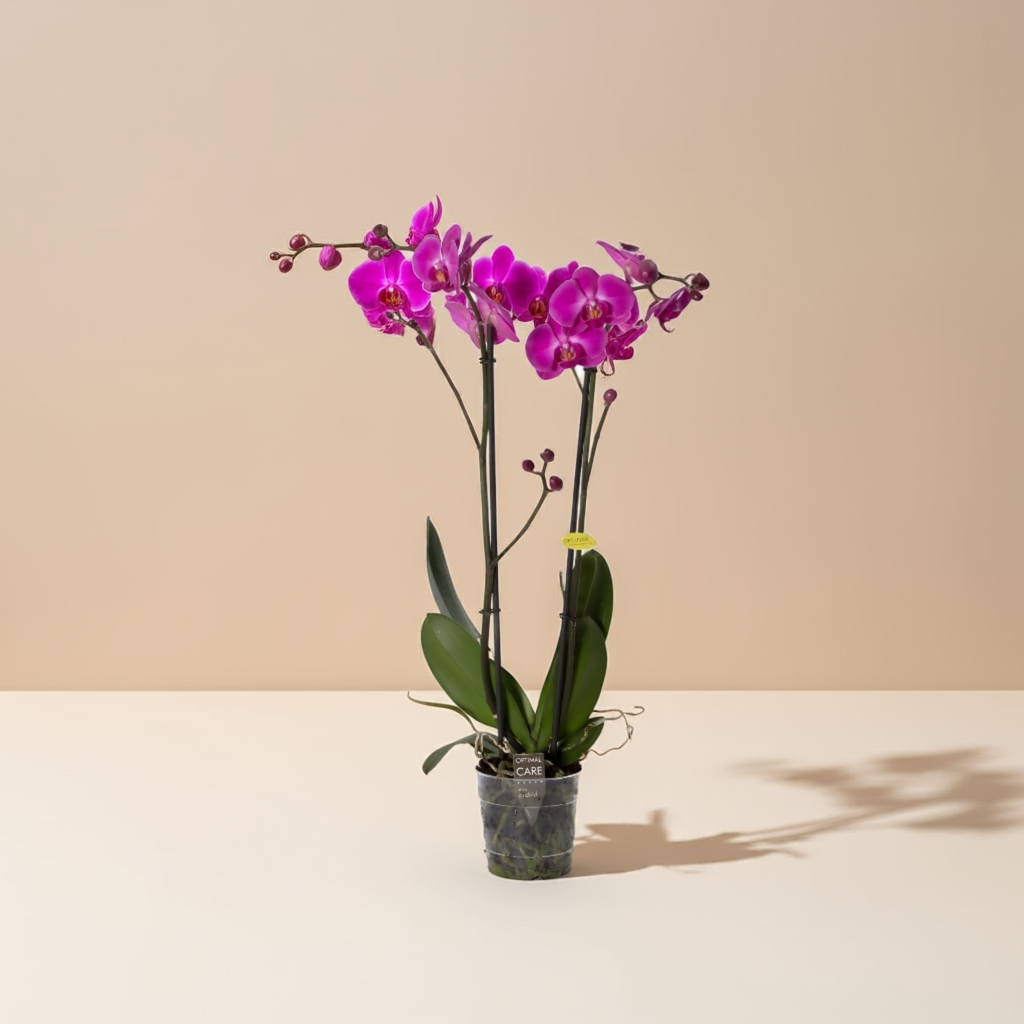 Fuchsia-Orchidee
