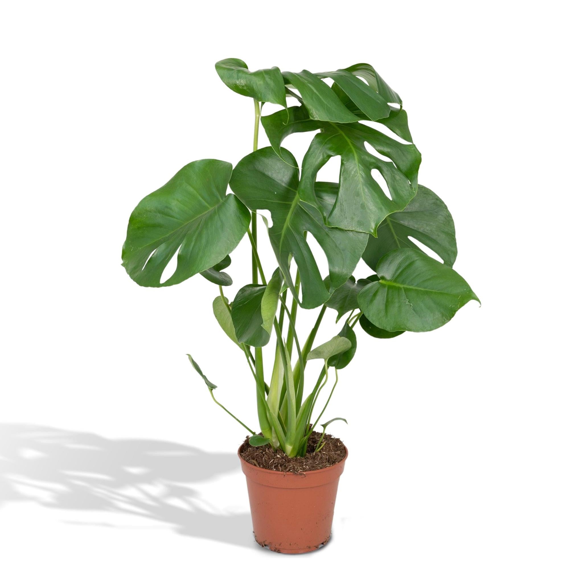 Fensterblatt (Monstera Deliciosa) - Urbangreen Store